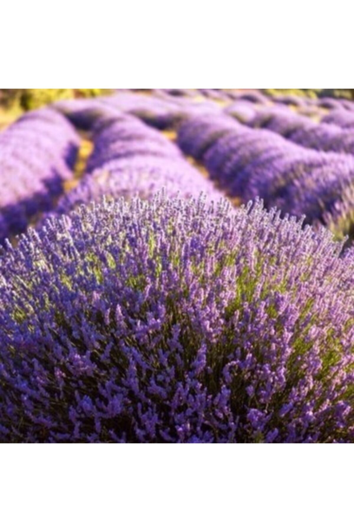 Özgüven Tarim 45 Adet Açık Köklü Lavanta Fidanı