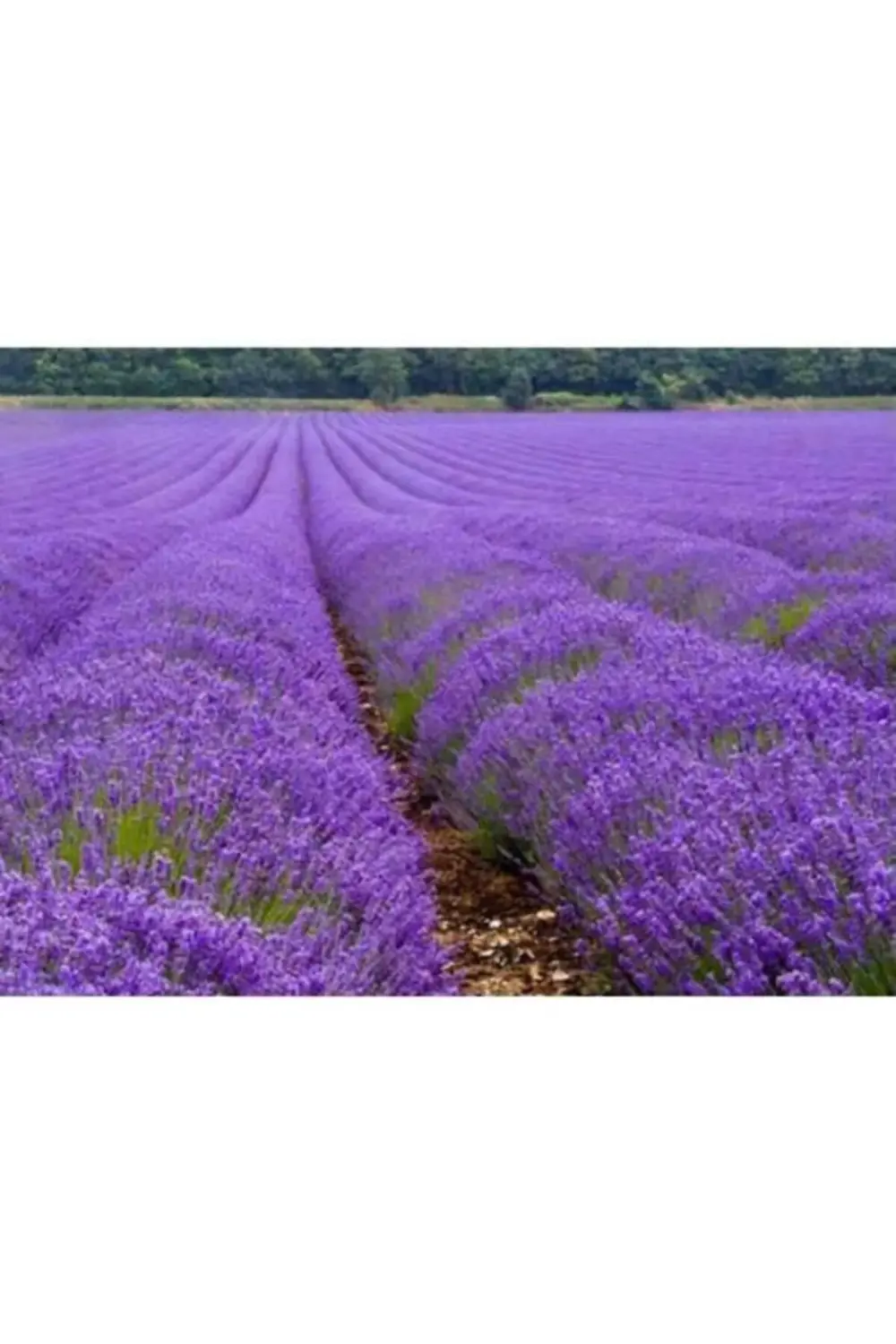 45 Adet Açık Köklü Lavanta Fidanı