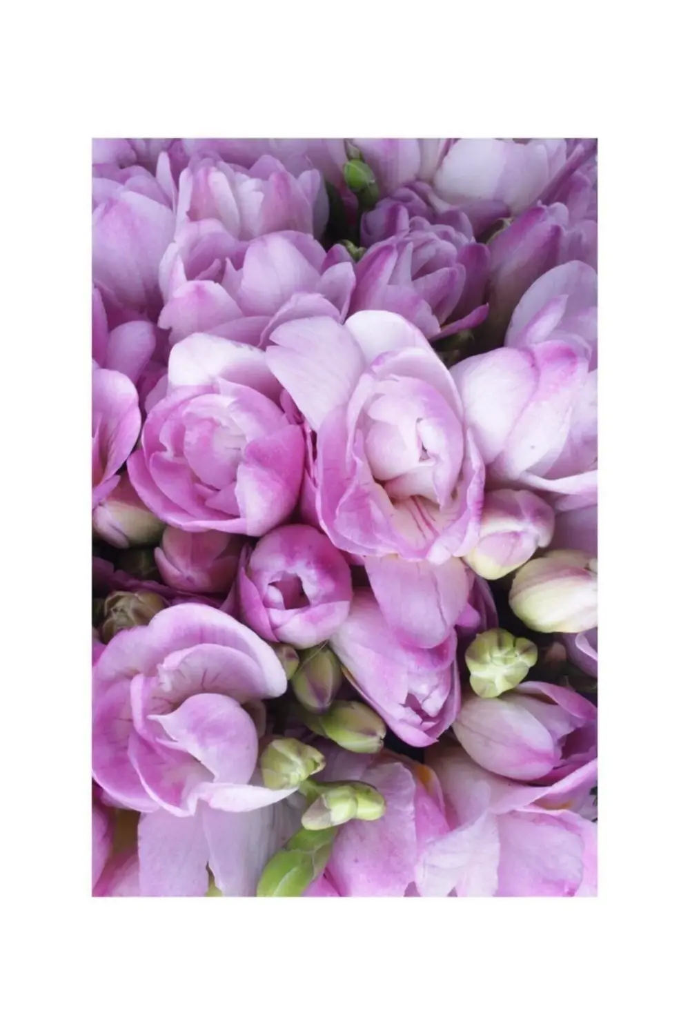 45 Adet Lila Frezya Çiçeği ( Freesia ) Soğanı Mis Kokulu Katmerli