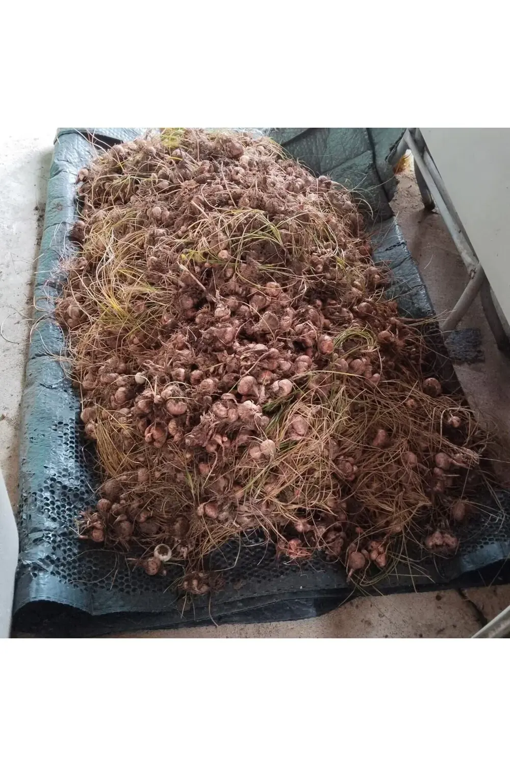 45 Adet Safranbolu Gerçek Safran Soğanı Crocus Sativus