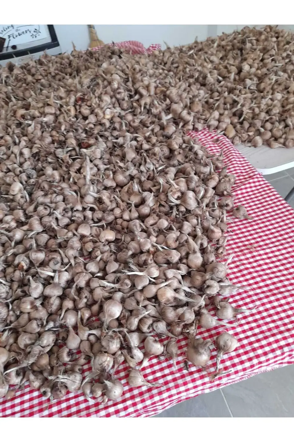 45 Adet Safranbolu Safran Çiçeği Soğanı 45 Adet Safranbolu Safran Çiçeği Soğanı