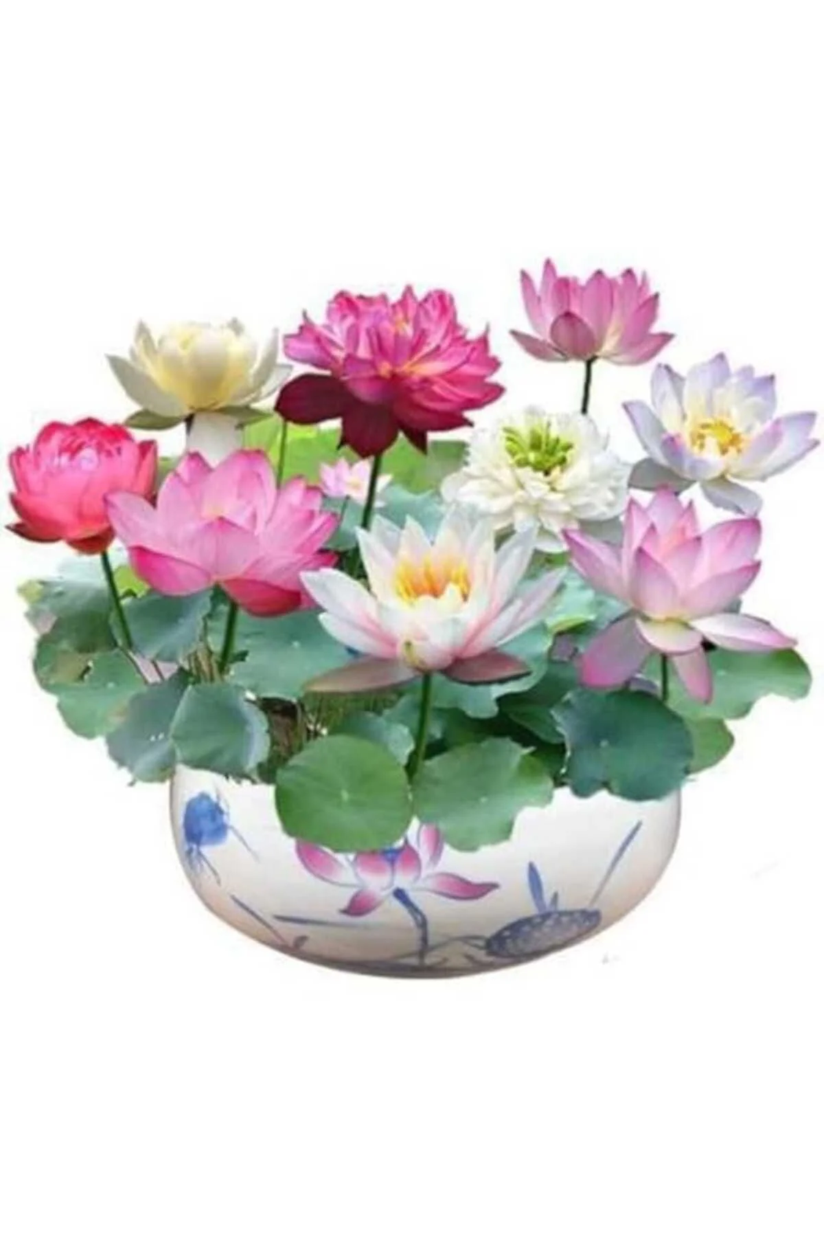 5 5 Adet Tohum Nadir Karışık Uzak Doğu Kutsal Karışık Lotus Çiçeği Tohumu Stokla Sınırlı Tohum Çiçe