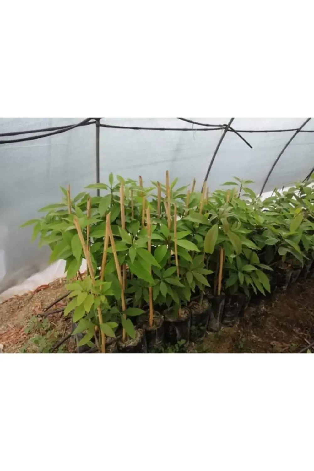 5 Adet Aşız Tüplü Bacon Avokado Yaş 2 Boy 80-120cm