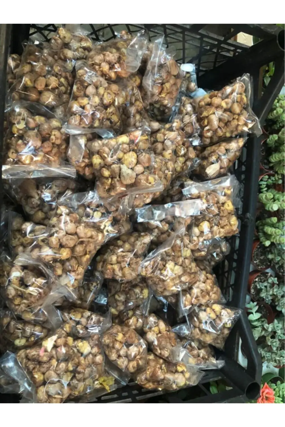 5 Adet Beyaz Iri Kalibre Duble Frezya Çiçeği Soğanı Mis Kokulu Ka