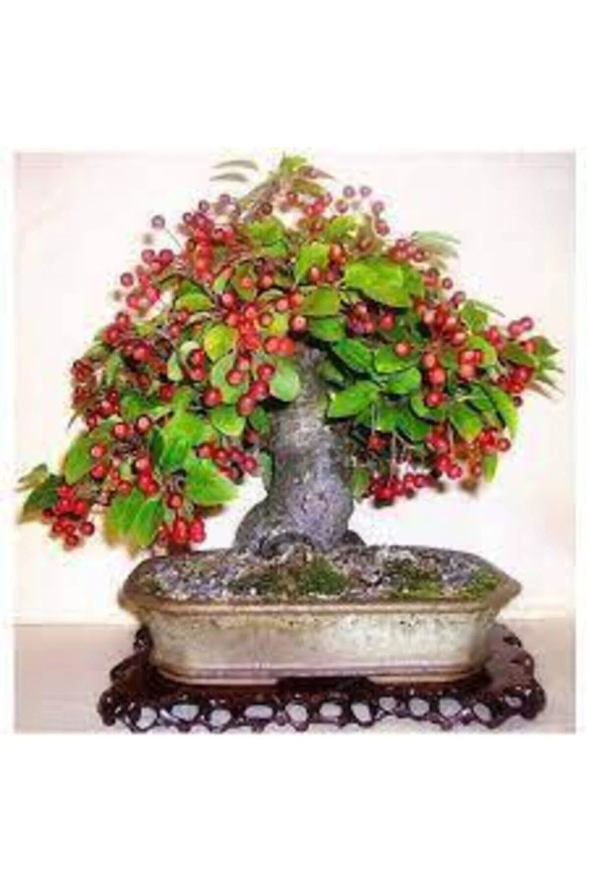 5 Adet Bodur Kiraz Ağacı Bonsai Tohumu Fiyatı, Yorumları ve Özellikleri