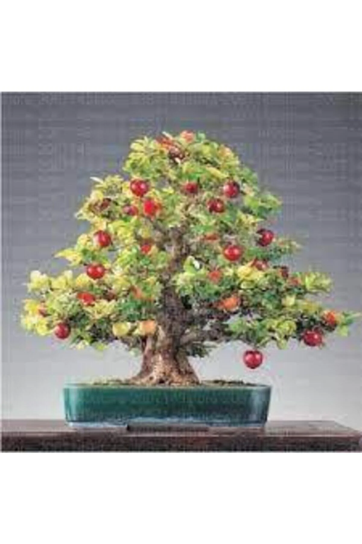 5 Adet Bodur Kiraz Ağacı Bonsai Tohumu Fiyatı, Yorumları ve Özellikleri