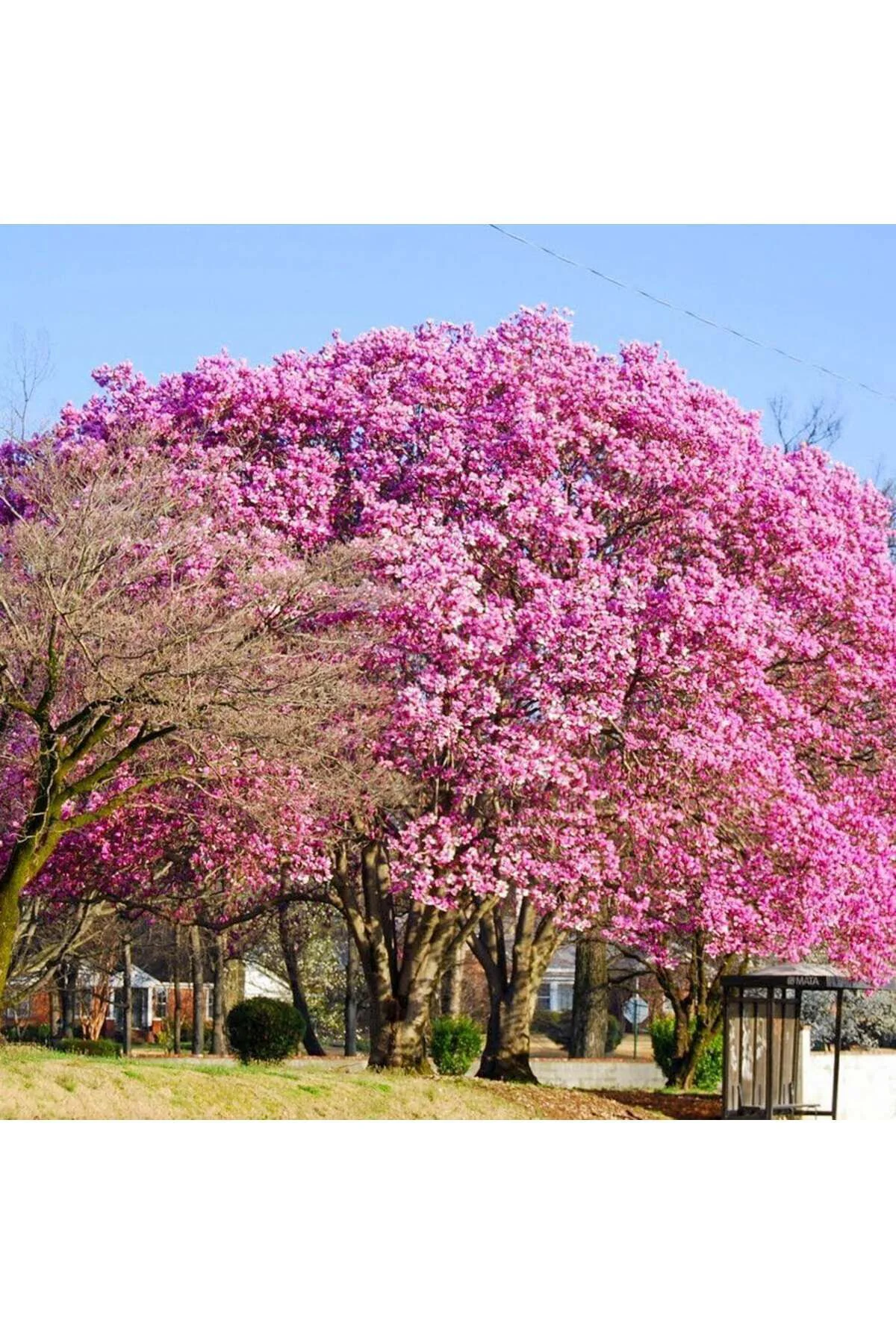 5 Adet - Dünya'nın En Hızlı Büyüyen Ağacı Pavlonya Ağaçı Tohumu - paulownia tohumu