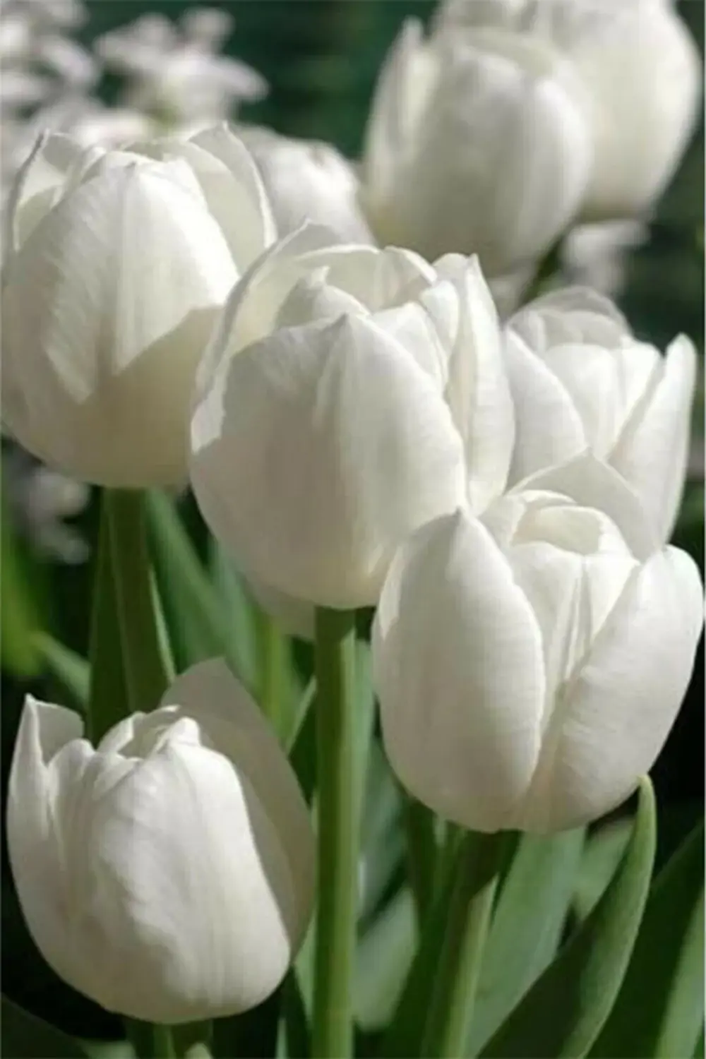 5 Adet Hollanda Lale Soğanı Beyaz