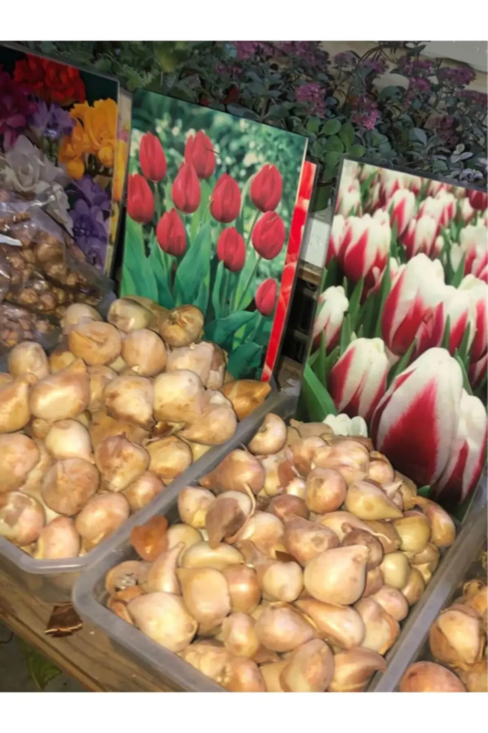 5 Adet Hollanda Lale Soğanı Beyaz