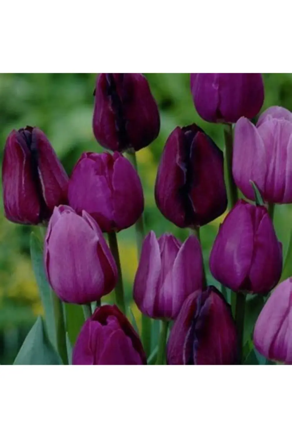 5 Adet Ithal Koyu Mor Lale Çiçeği Soğanı