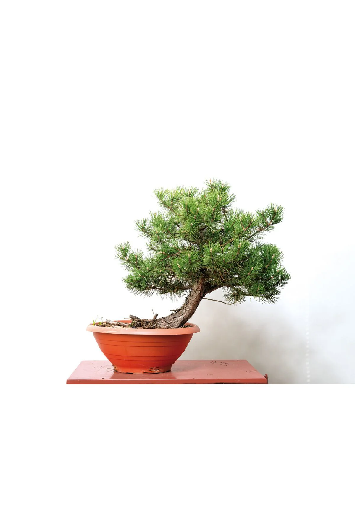5 Adet  - Karaçam  Ağacı Tohumu Bonsai Ağacı Tohumu - pinus nigra Fiyatı, Yorumları ve Özellikleri