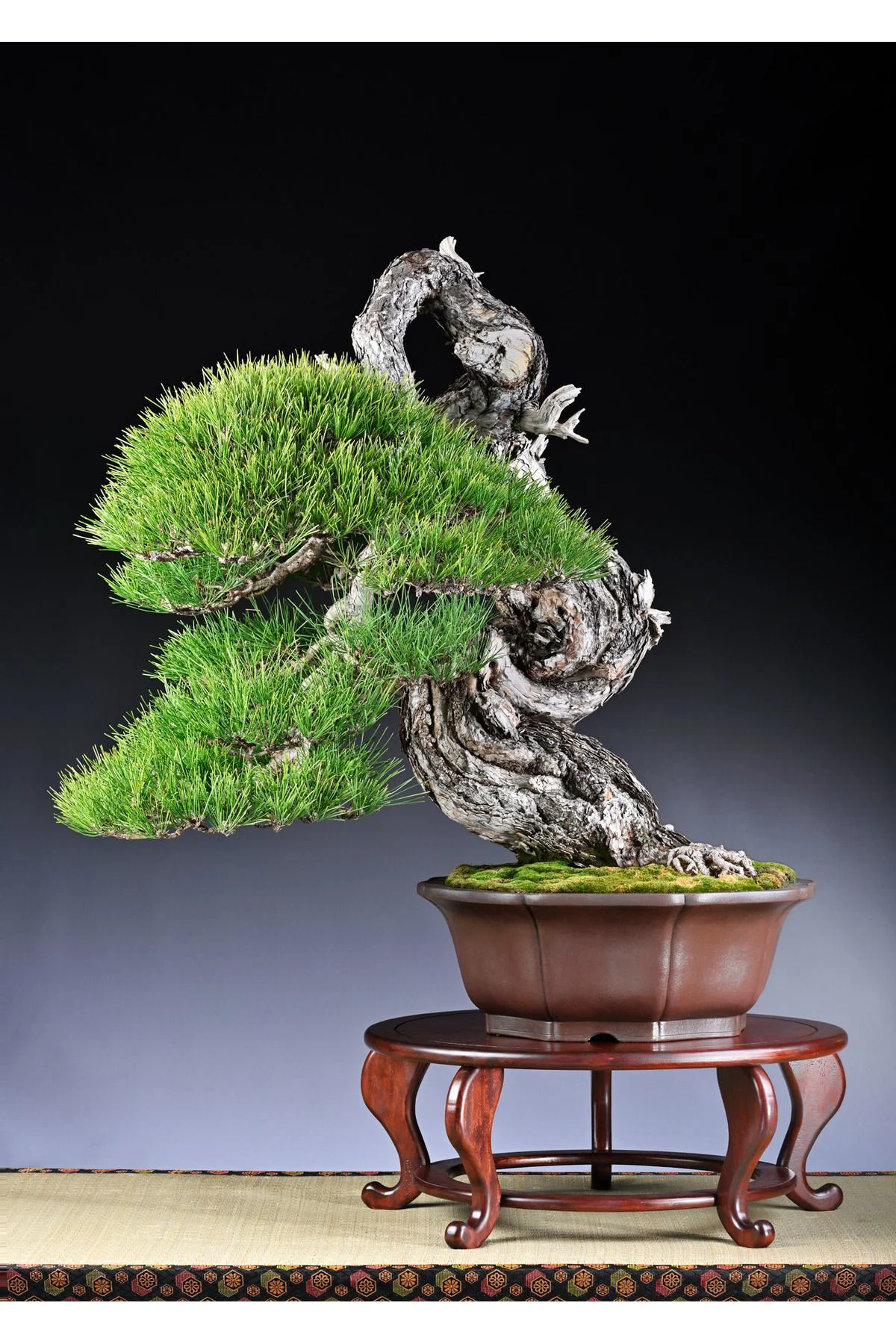 5 Adet  - Karaçam  Ağacı Tohumu Bonsai Ağacı Tohumu - pinus nigra Fiyatı, Yorumları ve Özellikleri