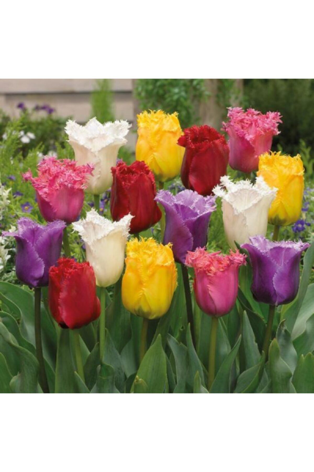 Lilya Tohum 5 Adet Karışık Fırfırlı Lale Çiçeği Soğanı Kokulu