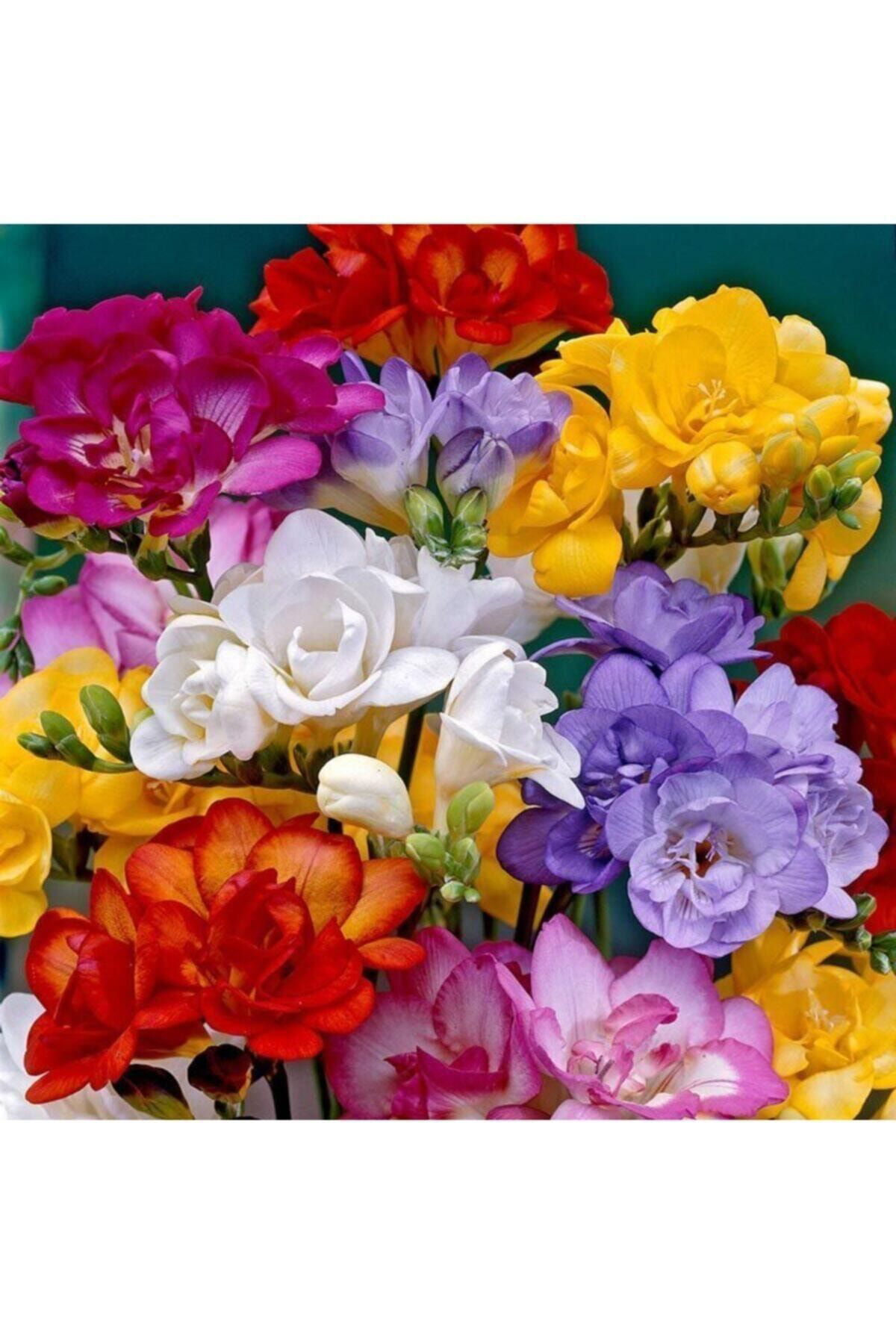 Gardenya Tohumculuk 5 Adet Karişik Frezya ( Freesia Bulbs ) Çiçeği Soğani Katmerli Mi