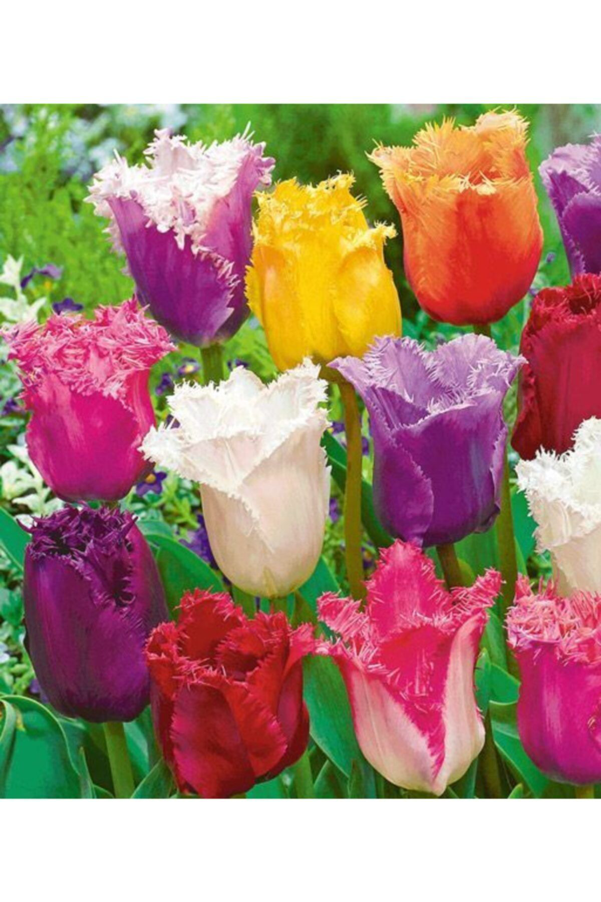 Lilya Tohum 5 Adet Karışık Fırfırlı Lale Çiçeği Soğanı Kokulu