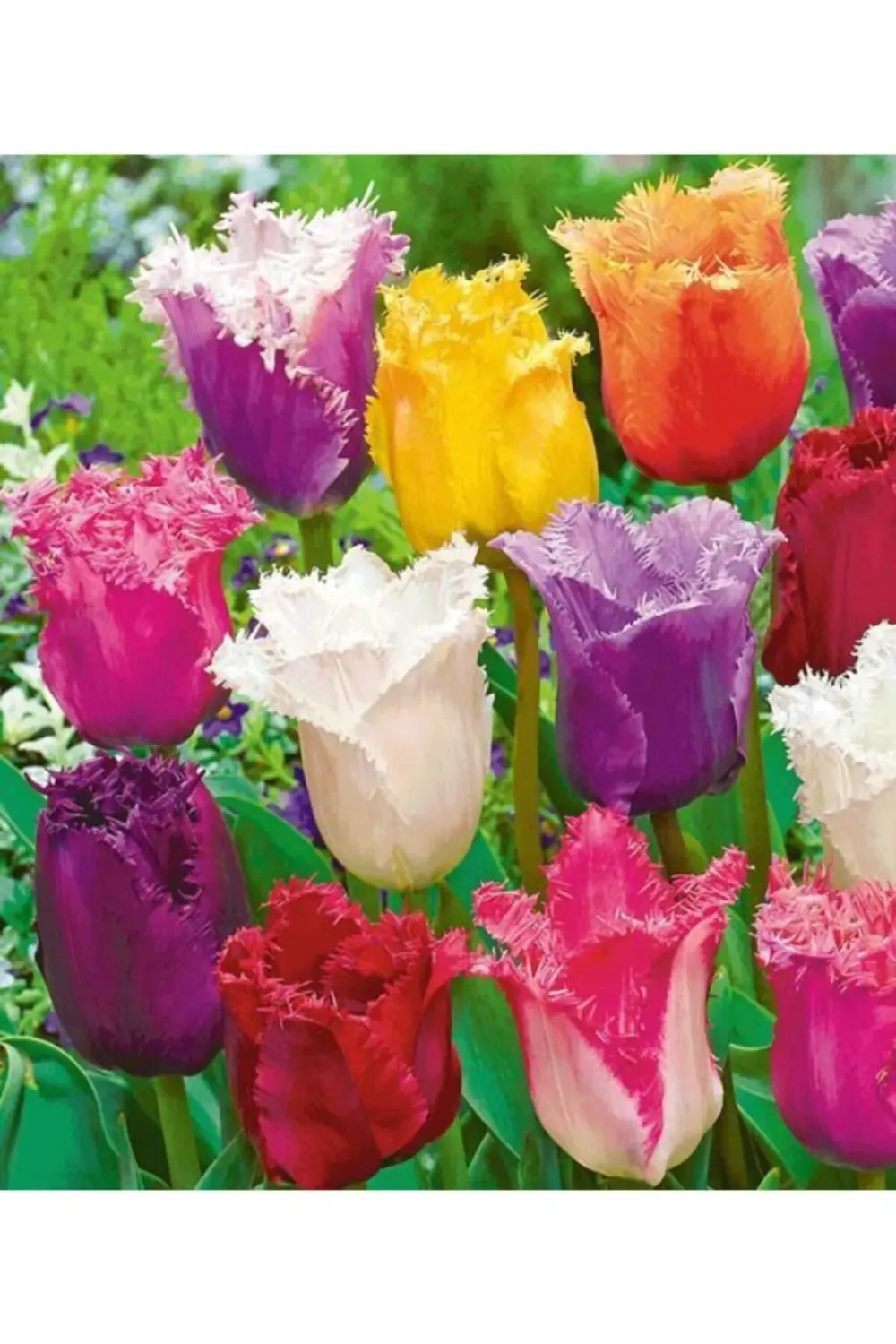 5 Adet Karışık Fırfırlı Lale Çiçeği Soğanı Kokulu