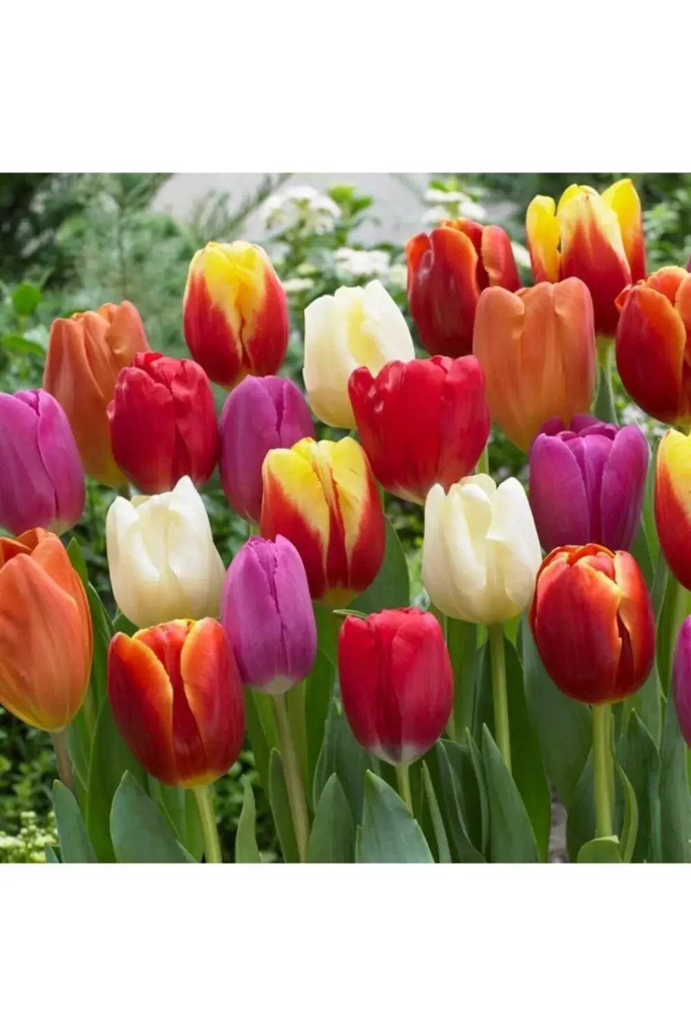 5 Adet Karışık Renk Kokulu Lale Çiçeği Soğanı