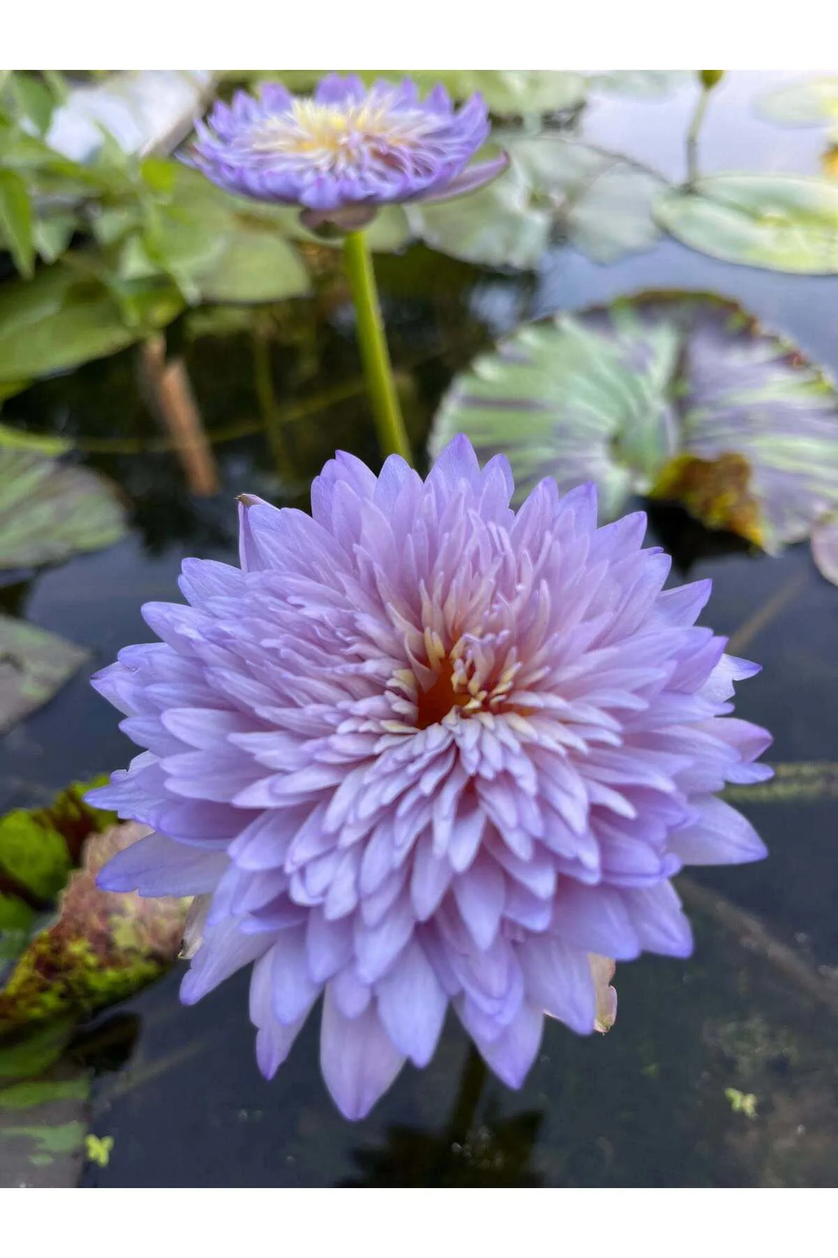 5 Adet Karışık Renklerde Lotus (Nilüfer) Çiçeği Tohumu Fiyatı, Yorumları ve Özellikleri