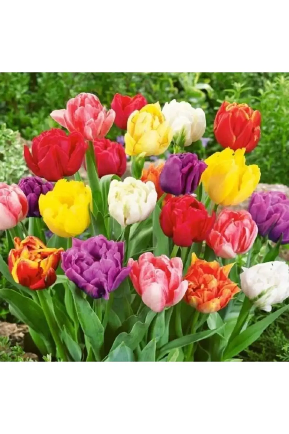 5 Adet Karışık Renkli Büyük Çiçekli Kokulu Lale Soğanı
