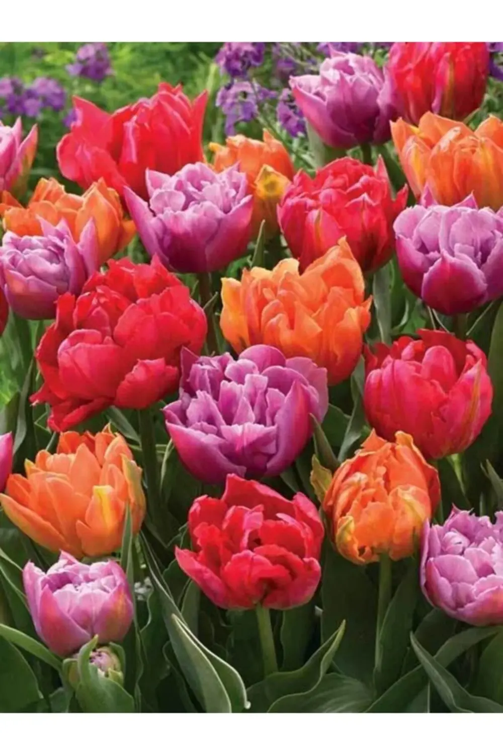 5 Adet Karışık Renkli Büyük Çiçekli Kokulu Lale Soğanı