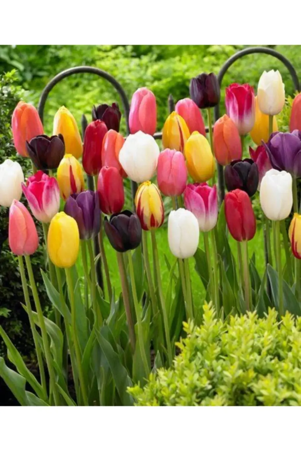 5 Adet Karışık Renkli Kokulu Lale Çiçeği Soğanı