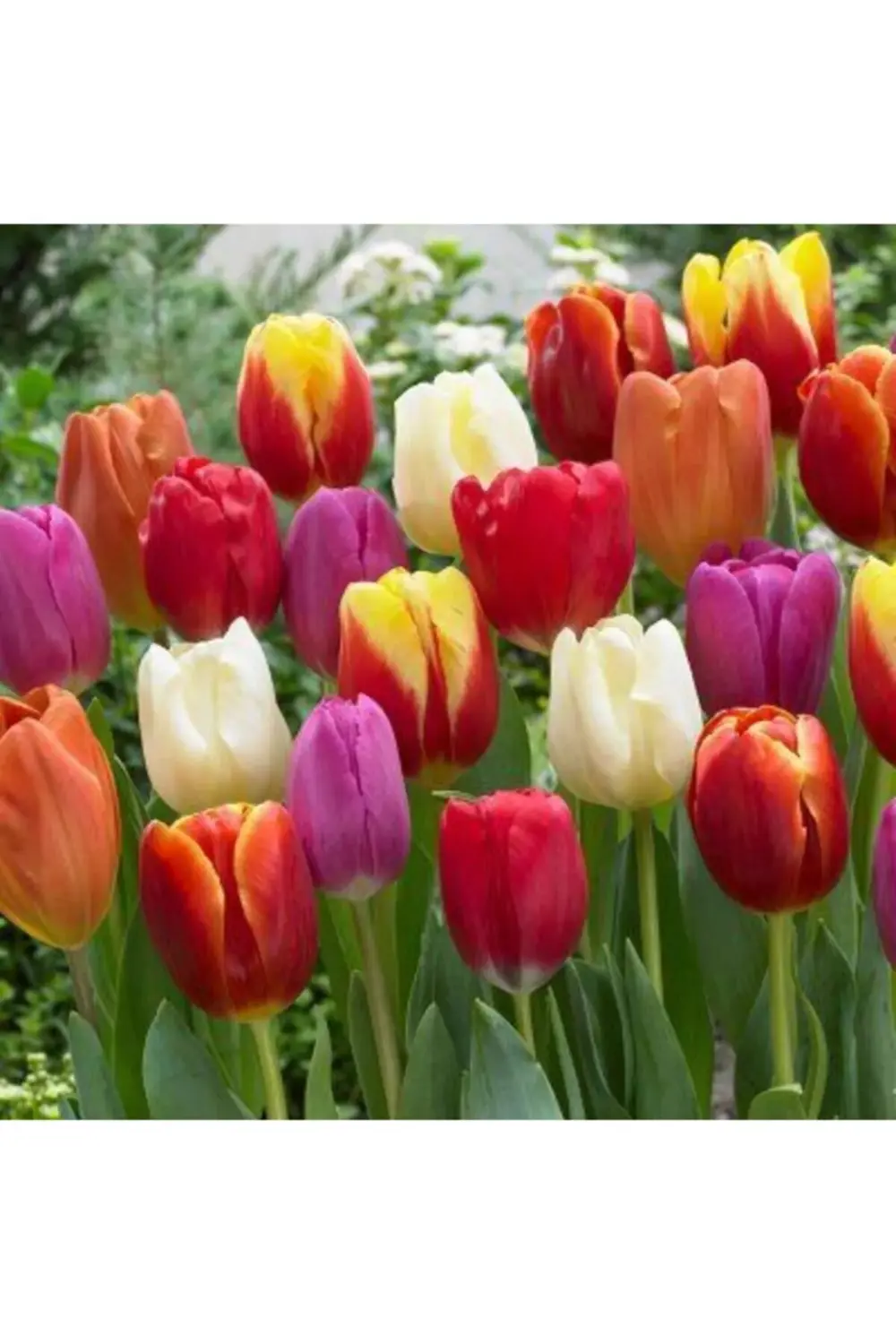 5 Adet Karışık Renkli Kokulu Lale Çiçeği Soğanı