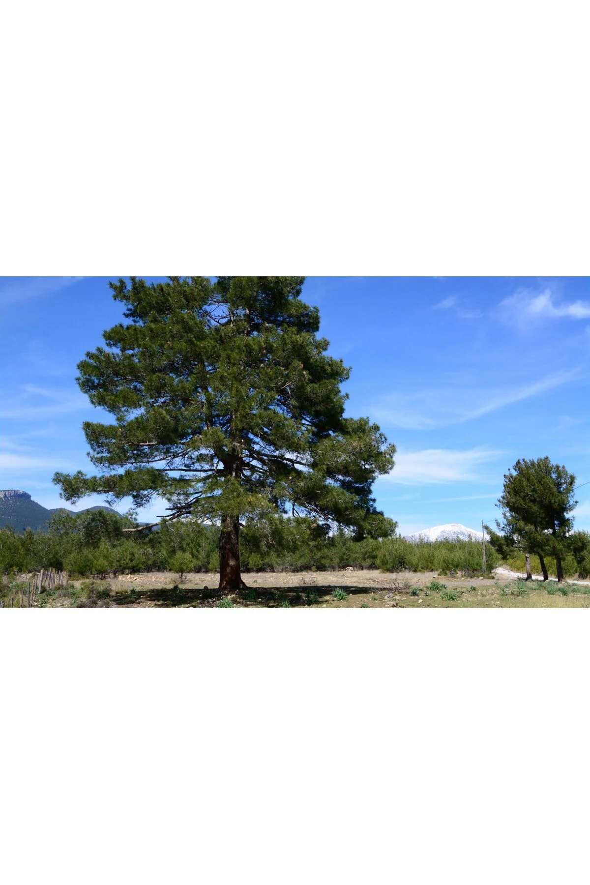 5 Adet  - Kızılçam  Ağacı Tohumu Bonsai Ağacı Tohumu Fiyatı, Yorumları ve Özellikleri