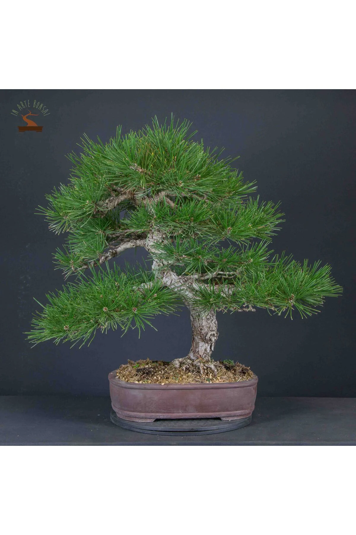 5 Adet  - Kızılçam  Ağacı Tohumu Bonsai Ağacı Tohumu Fiyatı, Yorumları ve Özellikleri