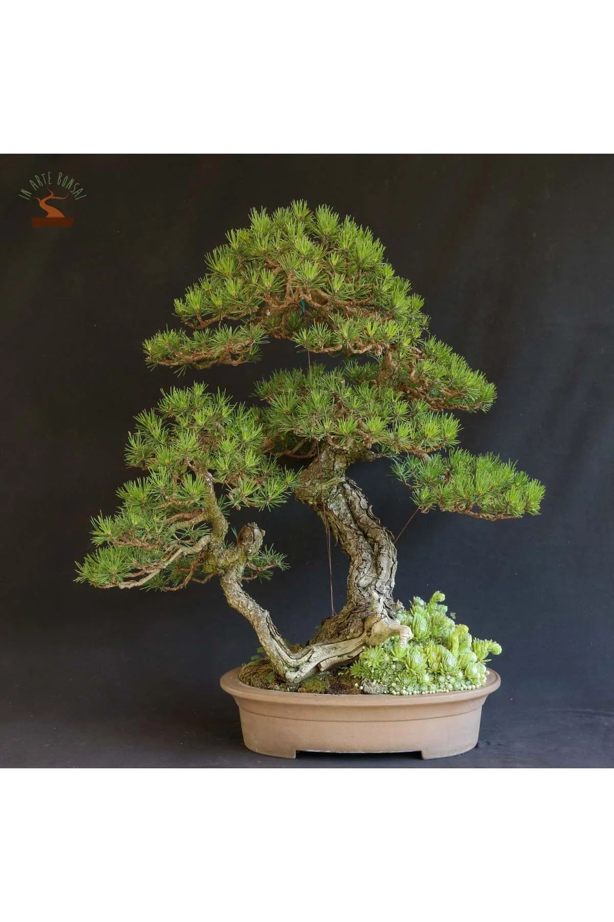 5 Adet  - Kızılçam  Ağacı Tohumu Bonsai Ağacı Tohumu Fiyatı, Yorumları ve Özellikleri