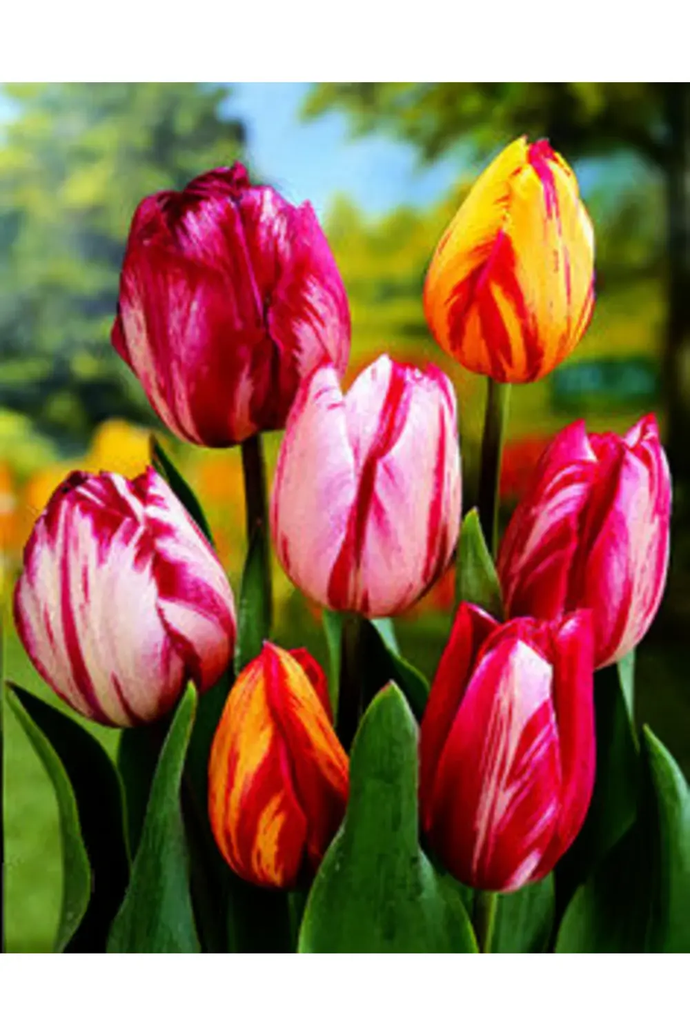 5 Adet Özel Alaca Karışık Lale Çiçek Soğanı