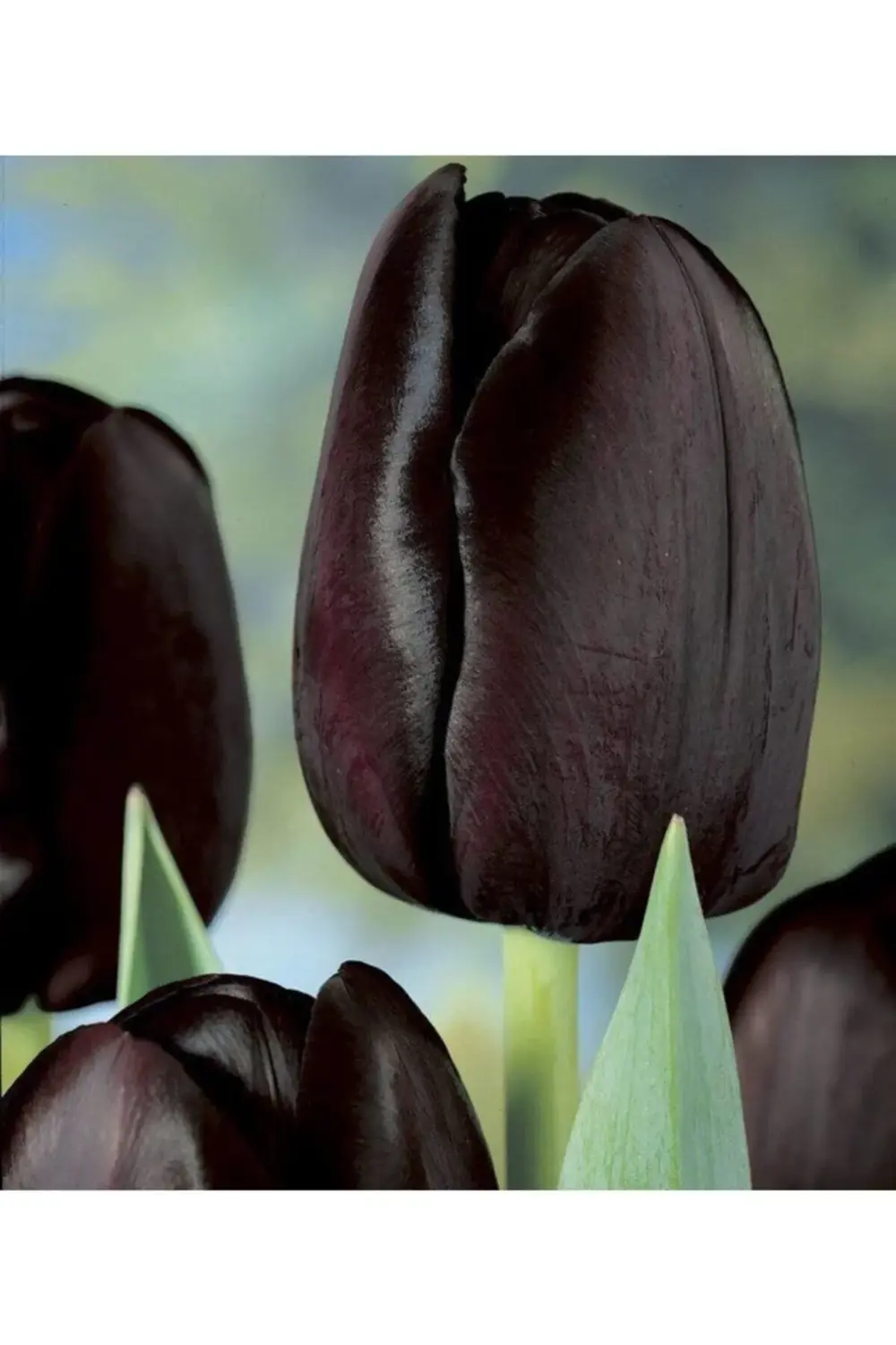 5 Adet Queen Of Night Koyu Mor Lale Soğanı