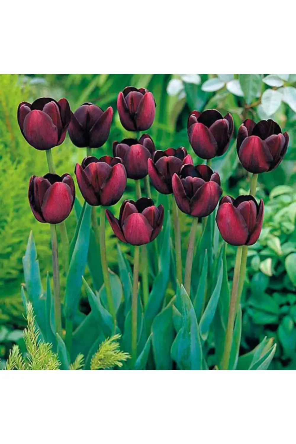 5 Adet Queen Of Night Koyu Mor Lale Soğanı