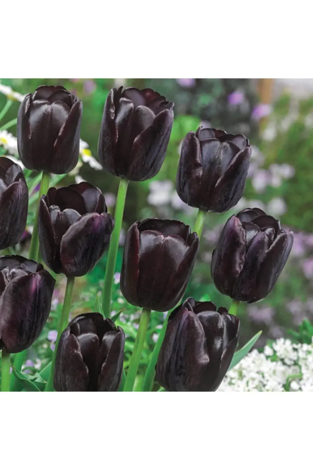 5 Adet Queen Of Night Koyu Mor Lale Soğanı