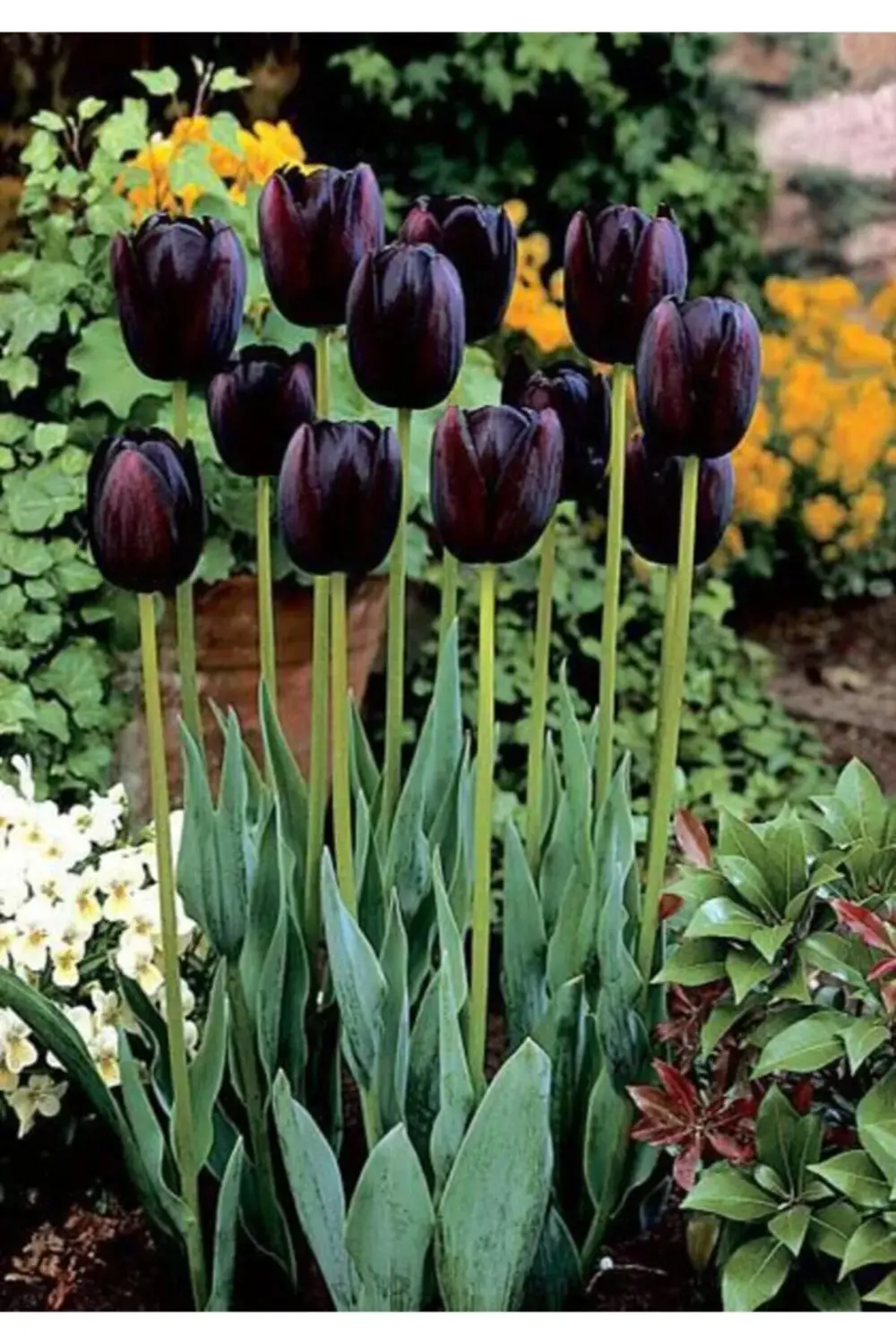 5 Adet Queen Of Night Koyu Mor Lale Soğanı