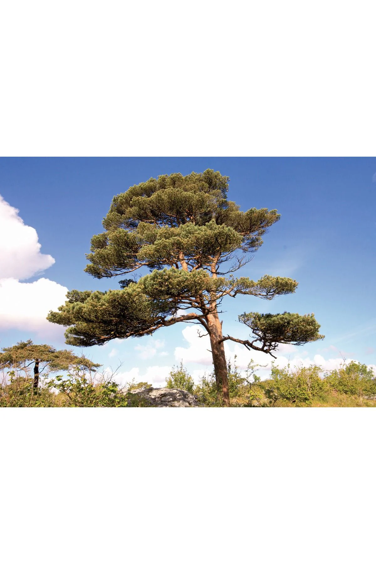 5 Adet  - Sarıçam  Ağacı Tohumu Bonsai Ağacı Tohumu