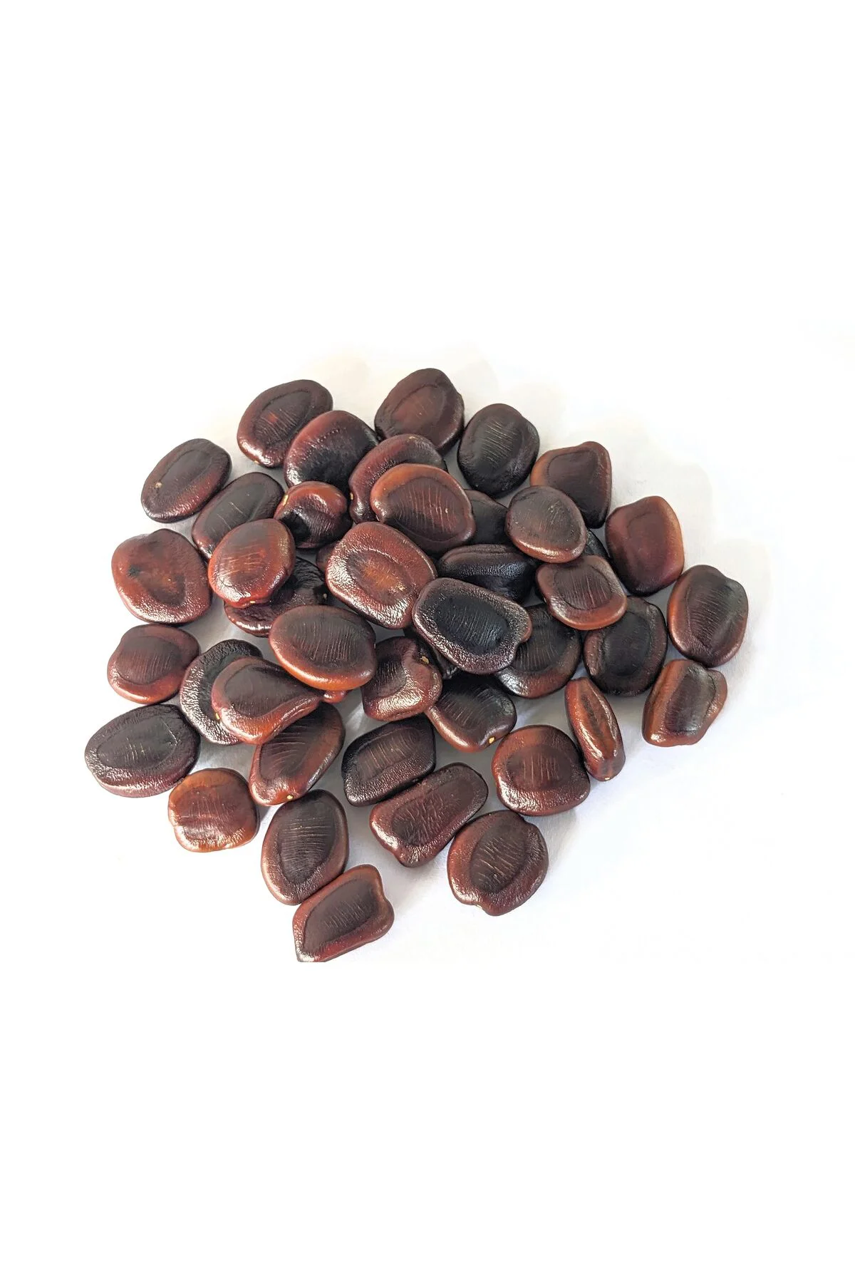 5 Adet Tamarind Demirhindi Tohumu, Taze  Demir Hindi Tohumu Fiyatı, Yorumları ve Özellikleri