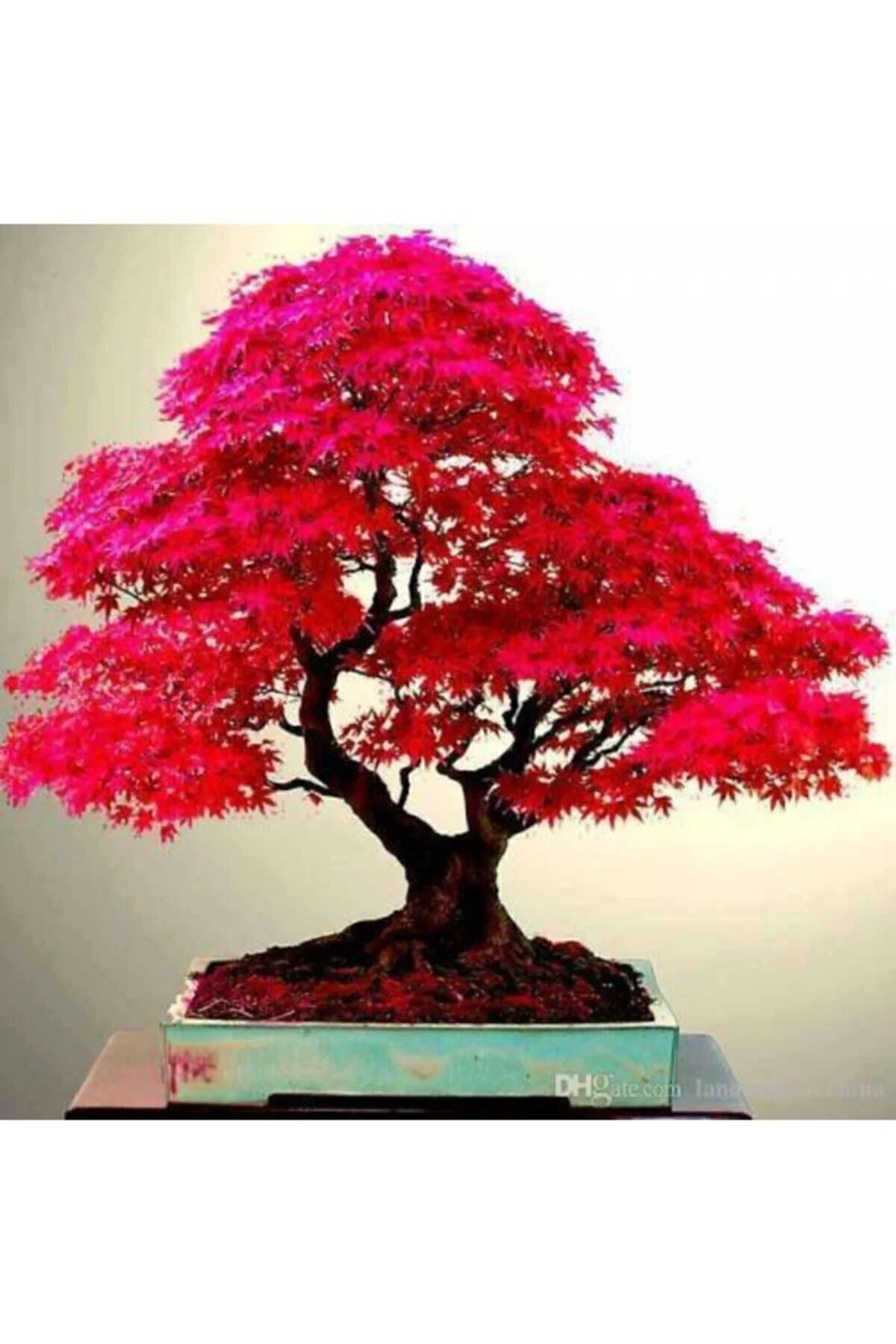 5 Adet Tohum Bodur Bonsai Japon Red Maple Ağacı Bonzai Tohumu Süpriz Hediye Bonsai Ağacı Tohumu Fiyatı, Yorumları ve Özellikleri