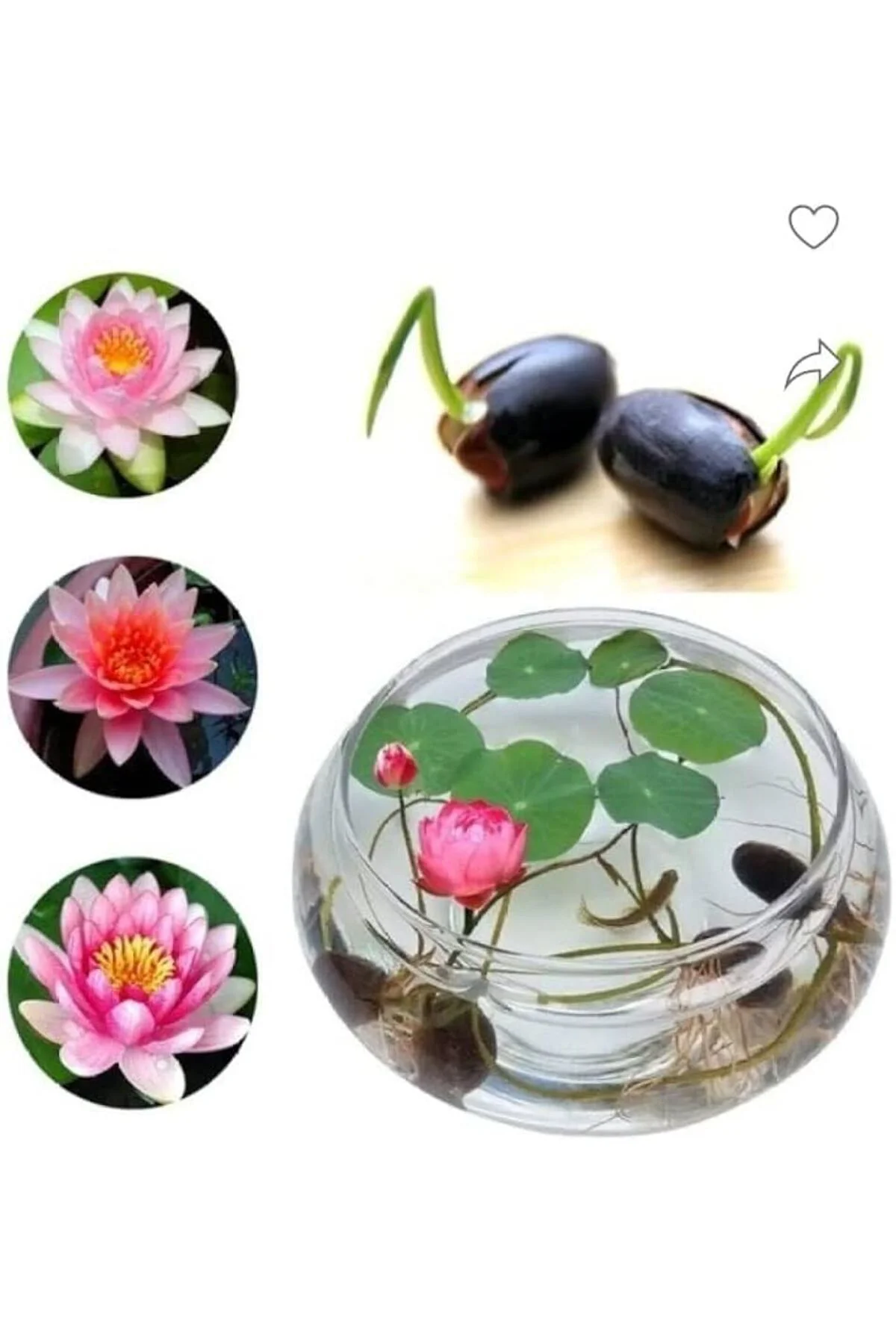 5 Adet Tohum Nadir Bulunan Karışık Renkli Kutsal Kase Lotus Su Çiçeği Nilüfer Çiçekleri Tohumu