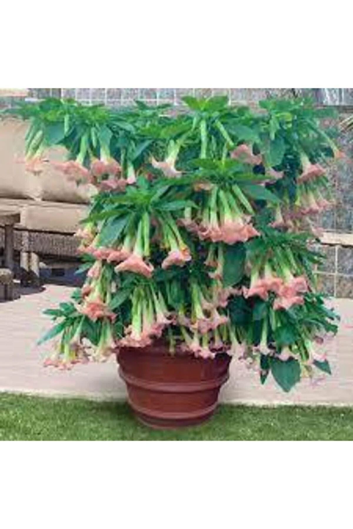 5 Adet Tohum Nadir Bulunan Meleklerin Borozanı Pembe Angel Trumpet Çiçeği 5 Adet Tohum Nadir Bulunan Meleklerin Borozanı Pembe Angel Trumpet Çiçeği