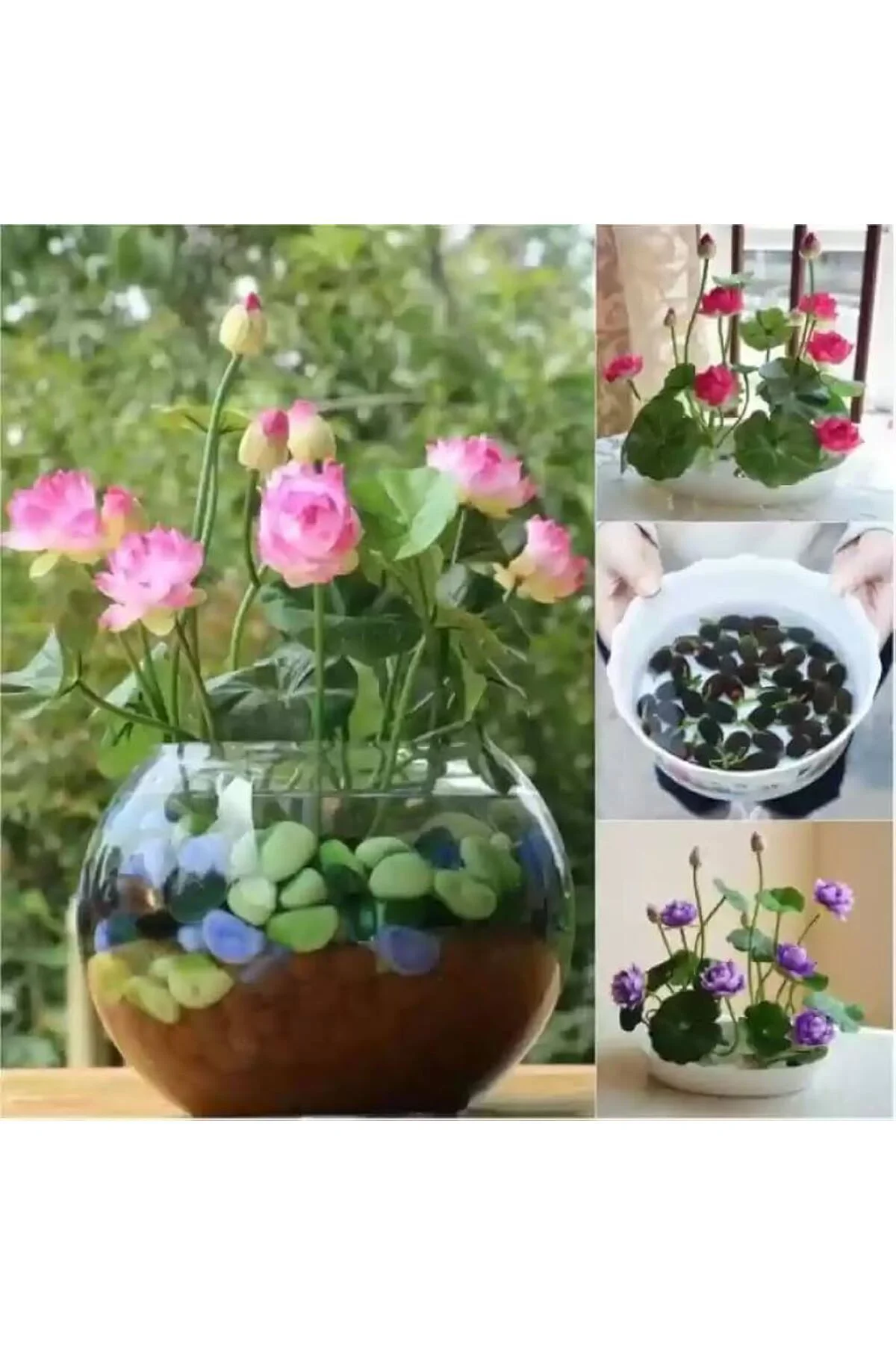 5 Adet Tohum Nadir Bulunan Karışık Renkli Kutsal Kase Lotus Su Çiçeği Nilüfer Çiçekleri Tohumu