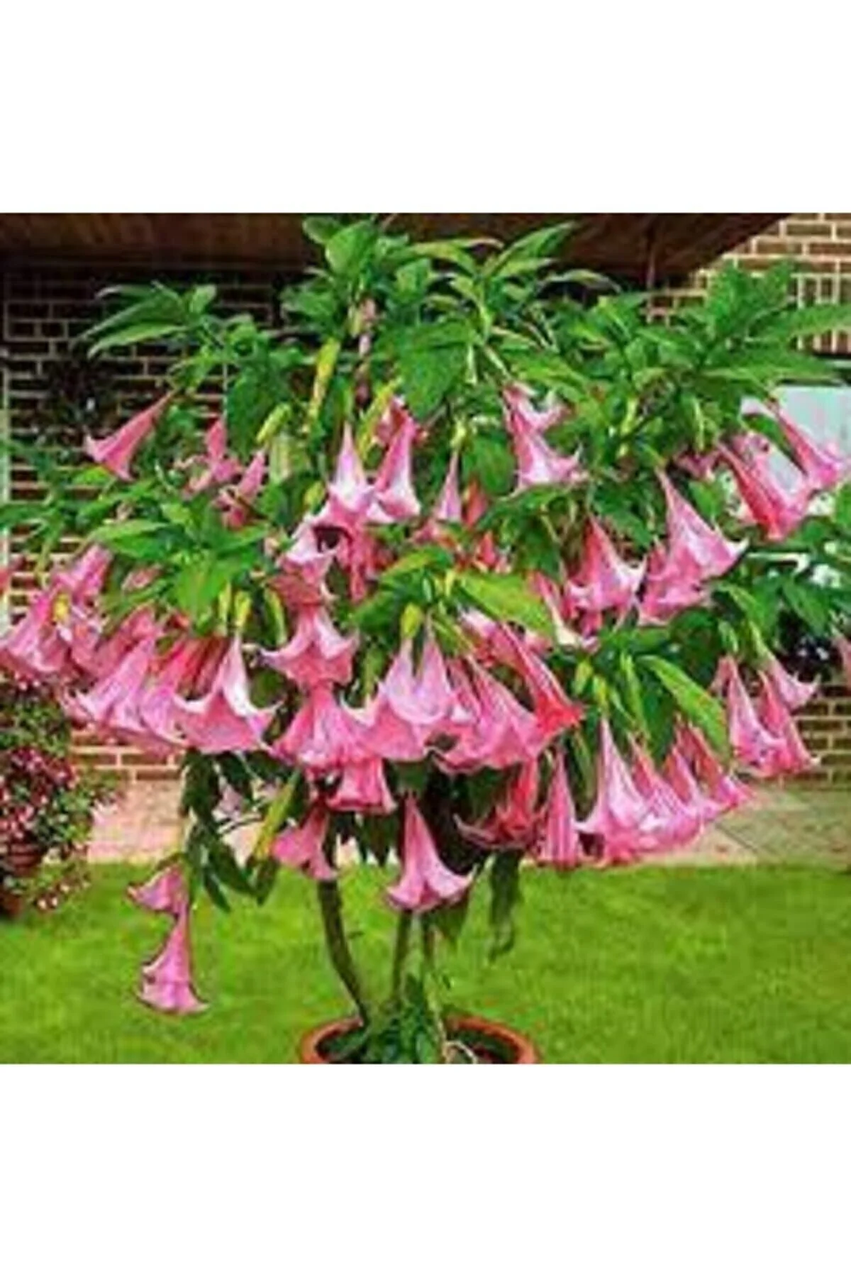 5 Adet Tohum Nadir Bulunan Meleklerin Borozanı Pembe Angel Trumpet Çiçeği 5 Adet Tohum Nadir Bulunan Meleklerin Borozanı Pembe Angel Trumpet Çiçeği
