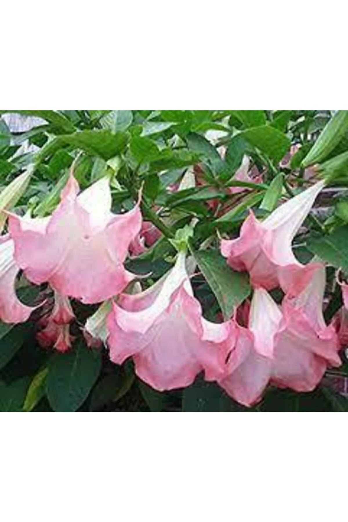 5 Adet Tohum Nadir Bulunan Meleklerin Borozanı Pembe Angel Trumpet Çiçeği 5 Adet Tohum Nadir Bulunan Meleklerin Borozanı Pembe Angel Trumpet Çiçeği