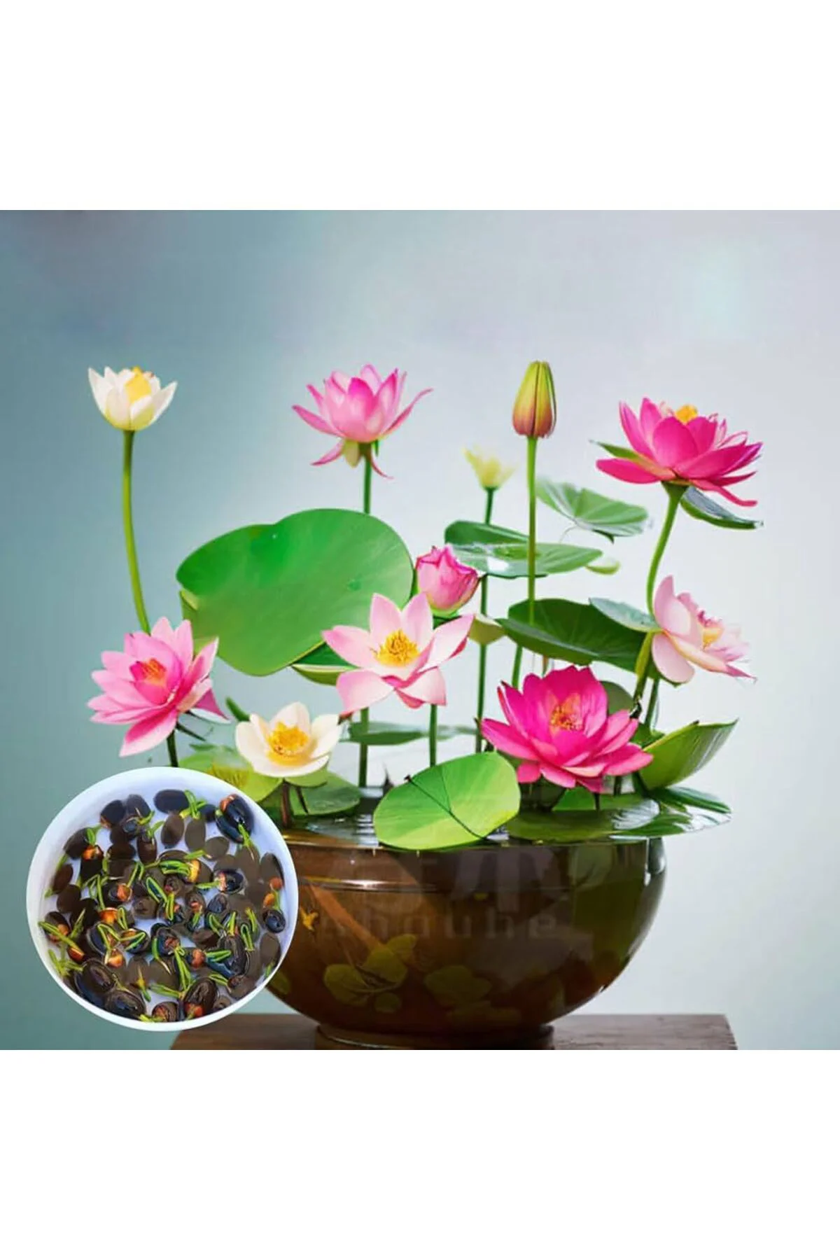 5 Adet Tohum Nadir Bulunan Karışık Renkli Kutsal Kase Lotus Su Çiçeği Nilüfer Çiçekleri Tohumu