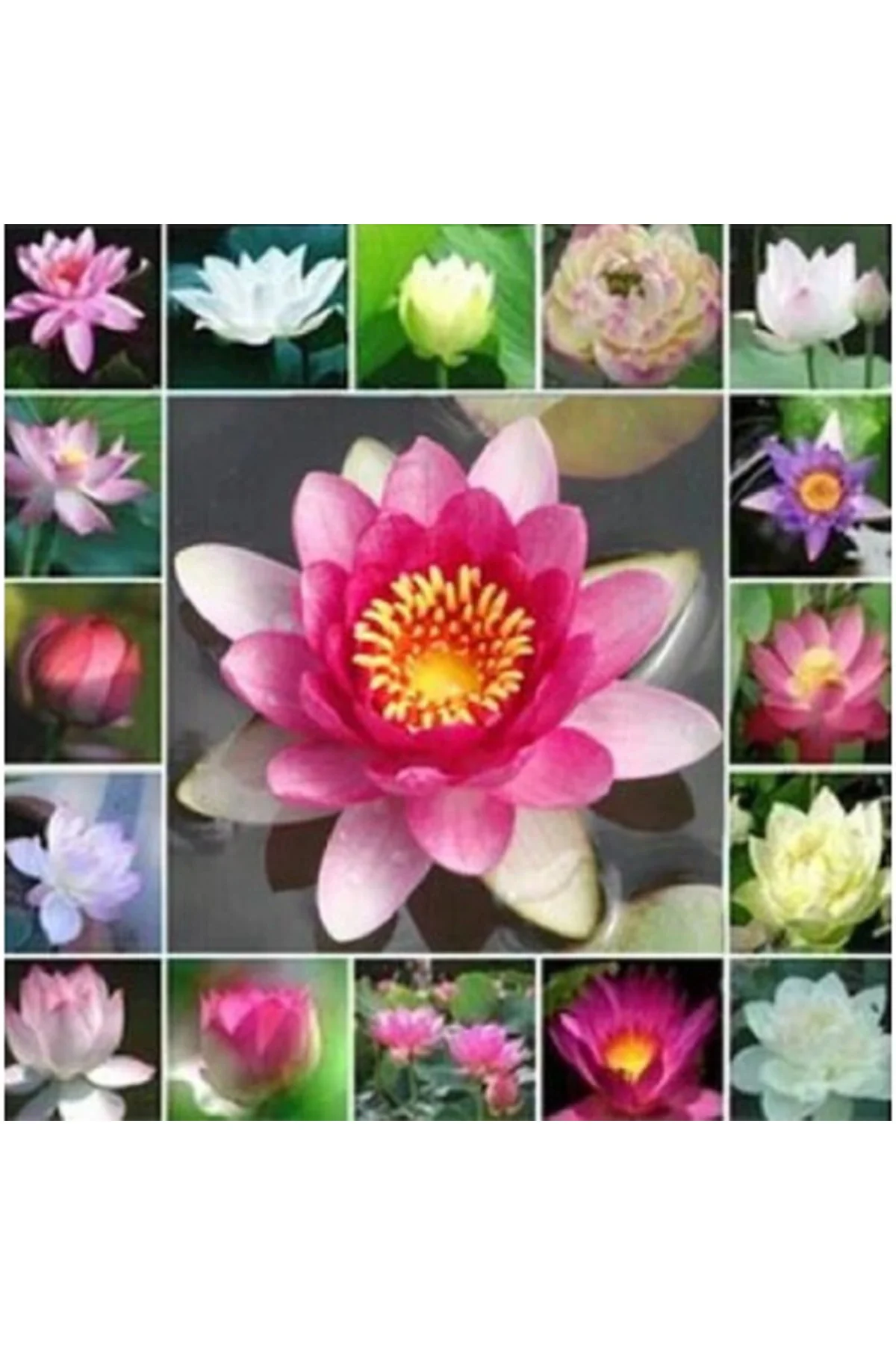 5 Adet Tohum Nadir Karışık Uzak Doğu Kutsal Lotus Çiçeği Tohumu