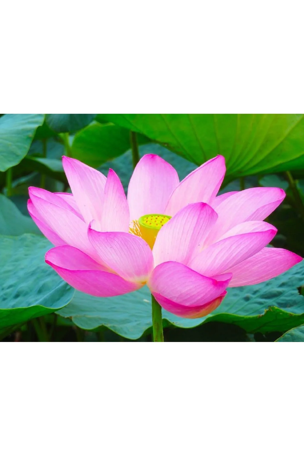 5 Adet Tohum Nadir Karışık Uzak Doğu Kutsal Kase Lotus Çiçeği Tohumu Karışık Kase Lotus Tohumu