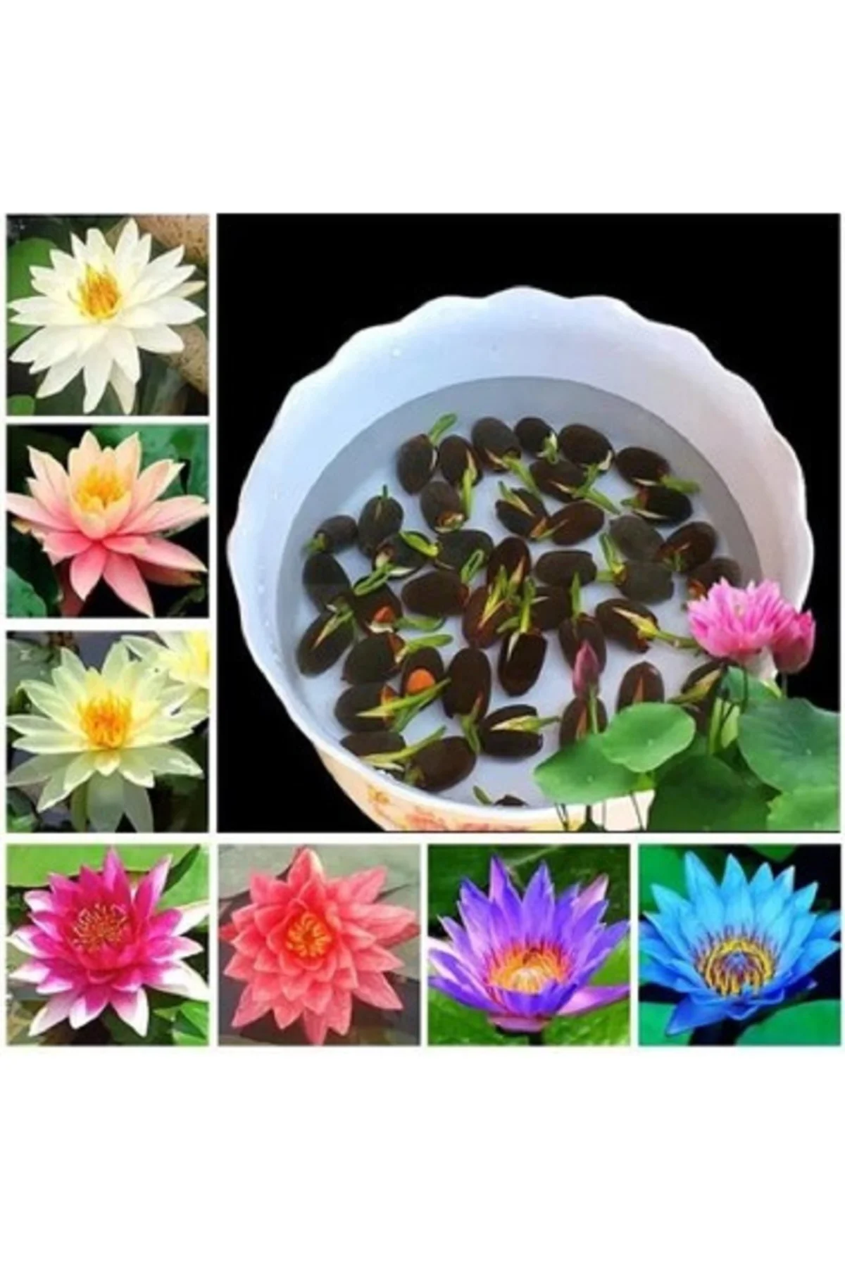 5 Adet Tohum Nadir Karışık Uzak Doğu Kutsal Lotus Çiçeği Tohumu