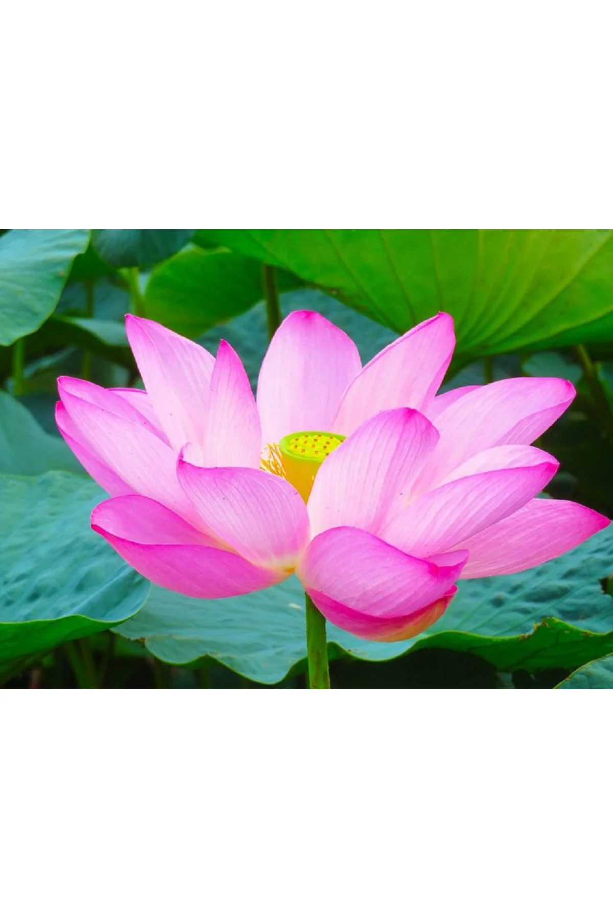 5 Adet Tohum Nadir Karışık Uzak Doğu Kutsal Lotus Çiçeği Tohumu