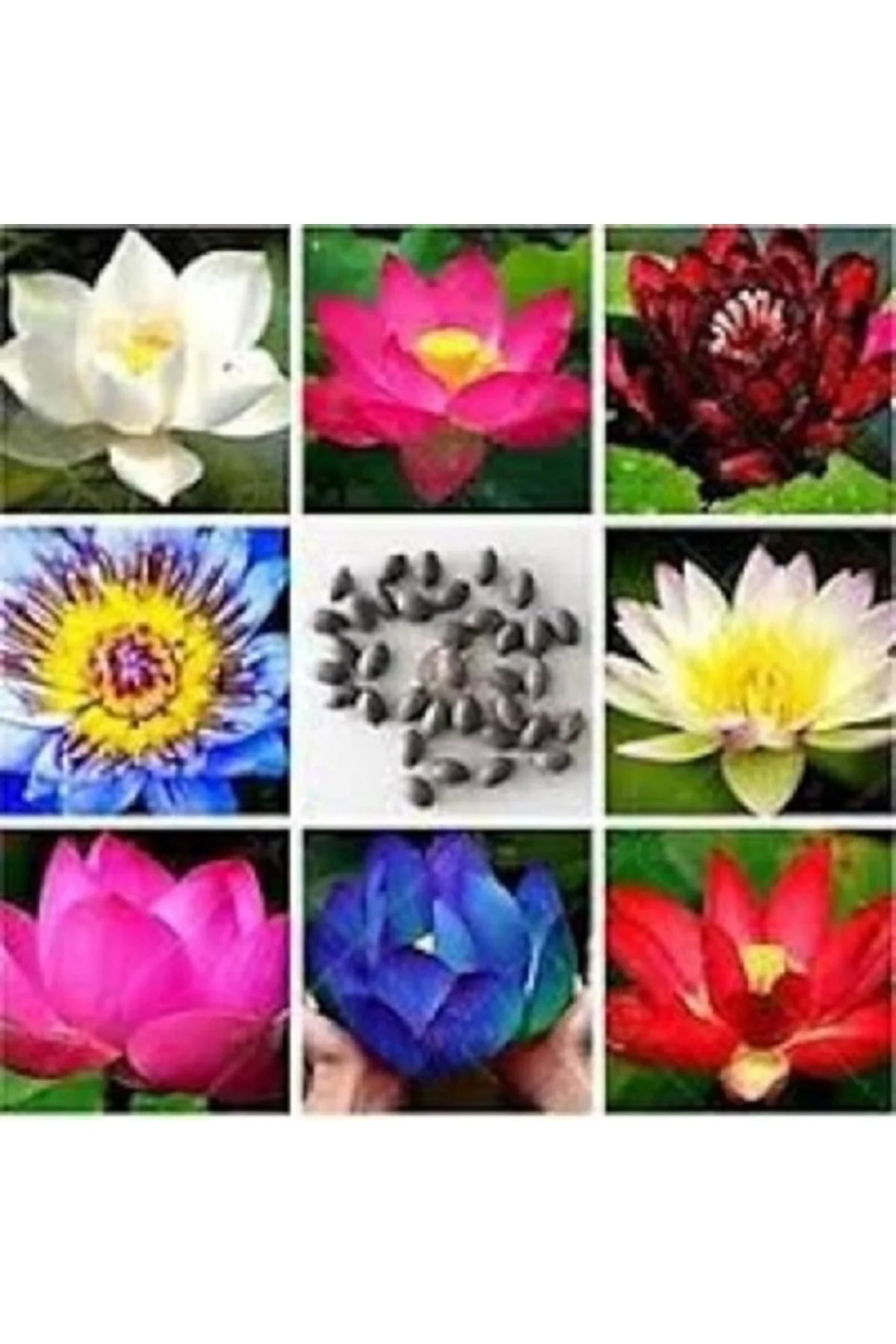 5 Adet Tohum Nadir Karışık Uzak Doğu Kutsal Kase Lotus Çiçeği Tohumu Karışık Kase Lotus Tohumu