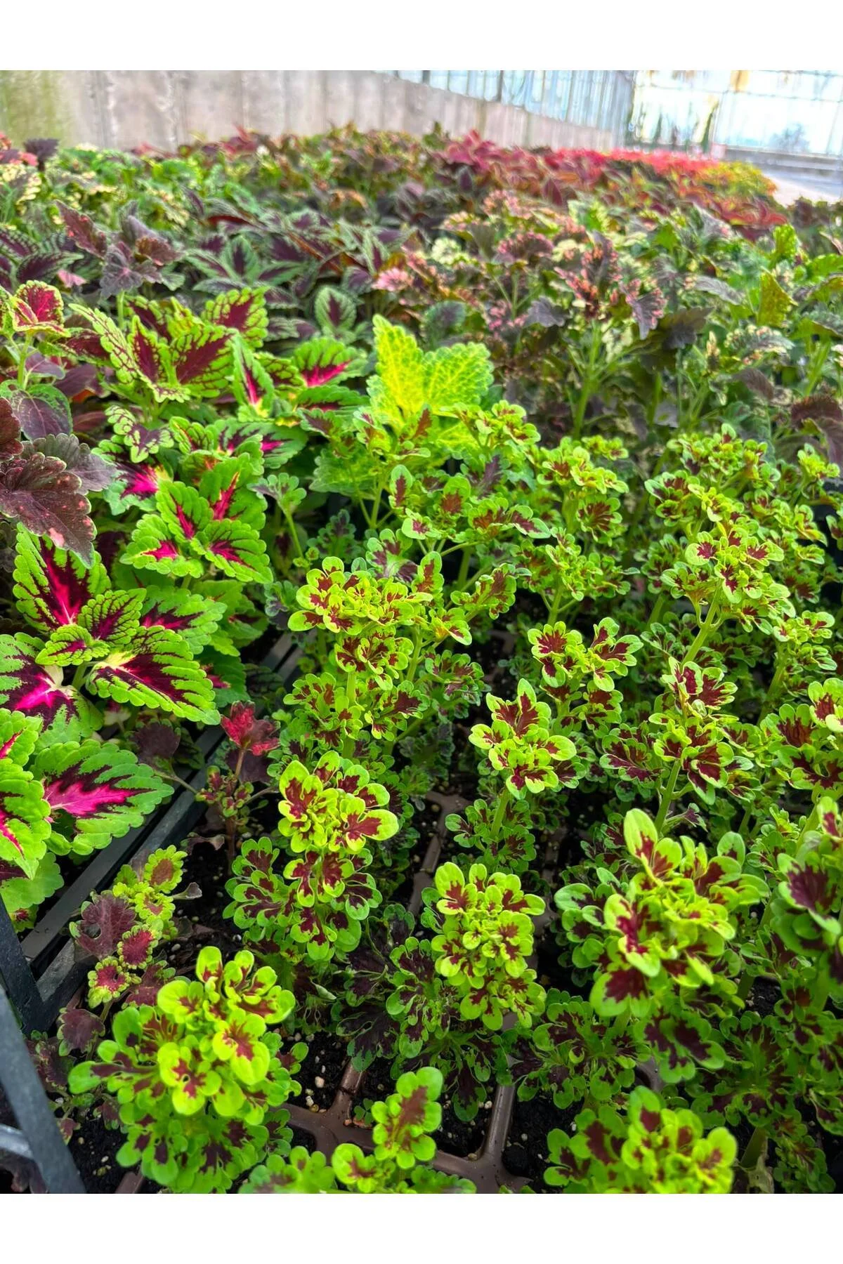 5 Çeşit Yaprak Güzeli Coleus Canlı Çiçek Seti – Tek Güzelle Yetinmeyenlere 5 Ayrı Güzellik! - Görsel 2