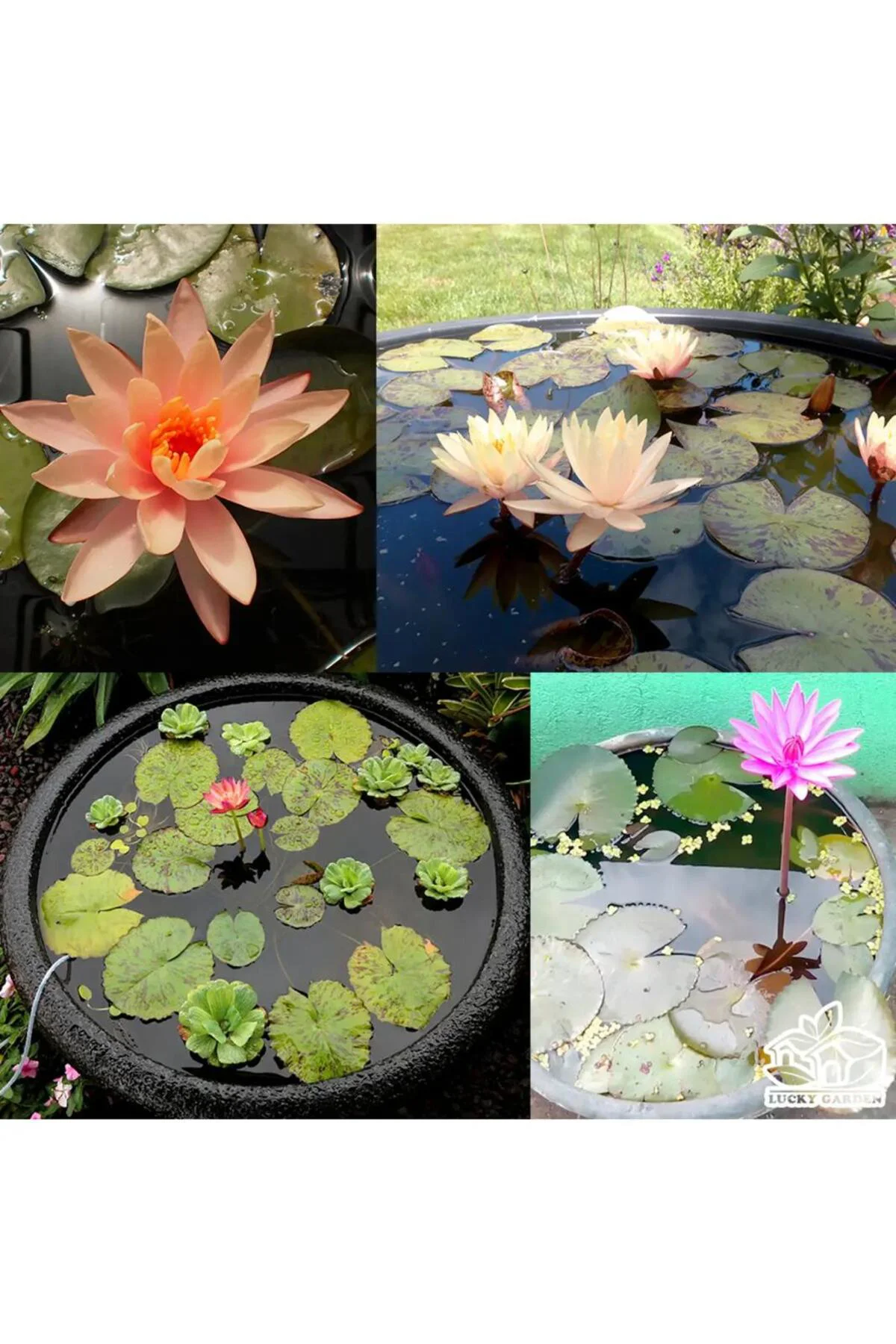 5 Gram Tohum Nadir Karışık Uzak Doğu Kutsal Karışık Lotus Çiçeği Tohumu Stokla Sınırlı Tohum